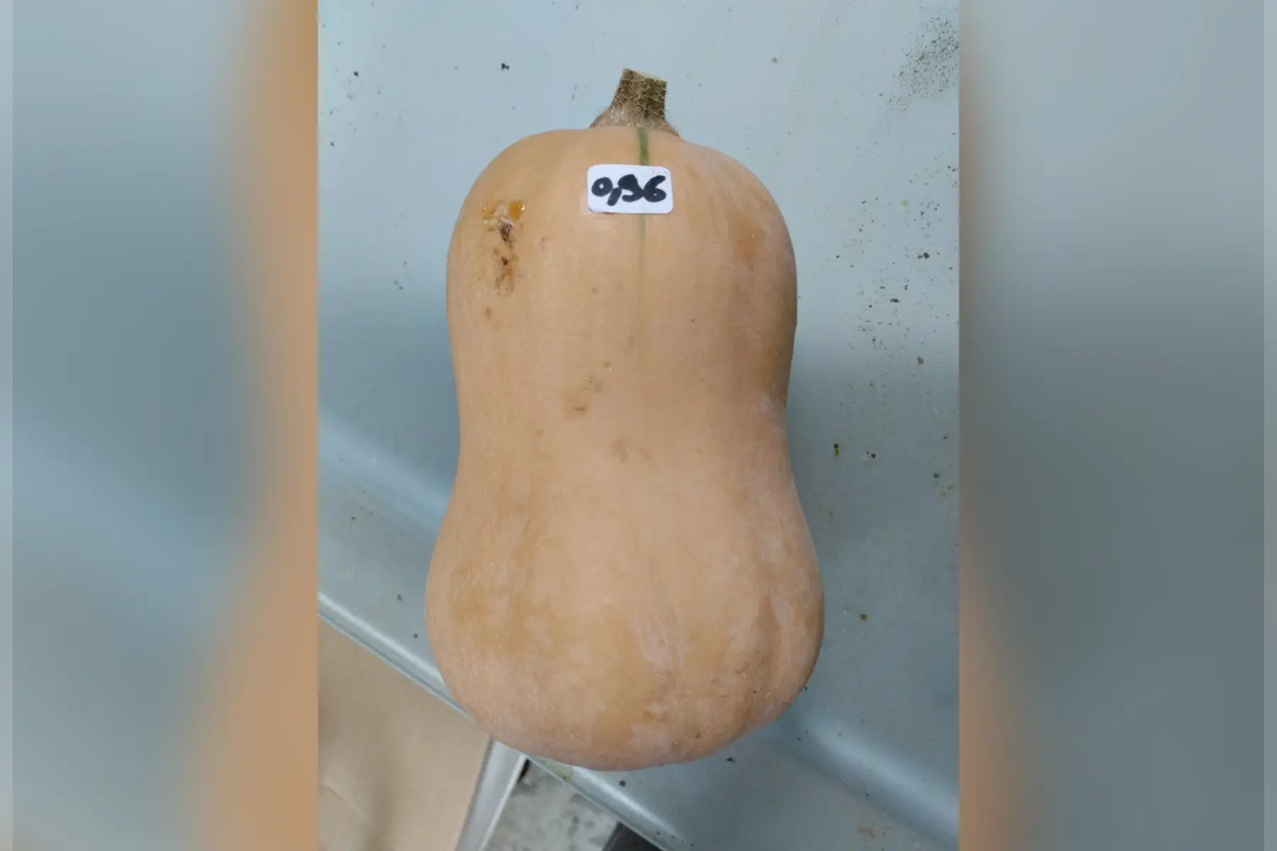 Courge butternut