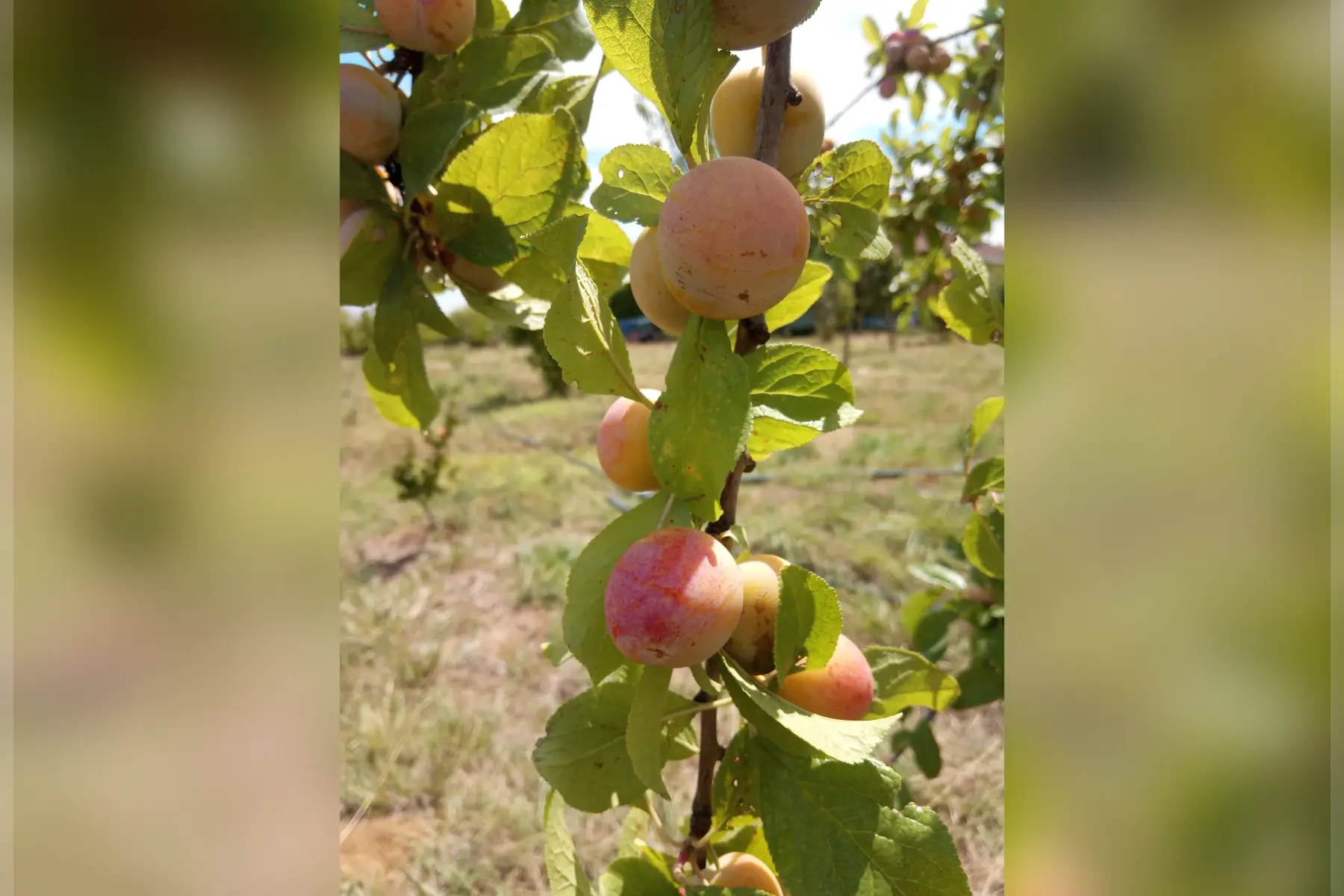prune reine-claude dorée