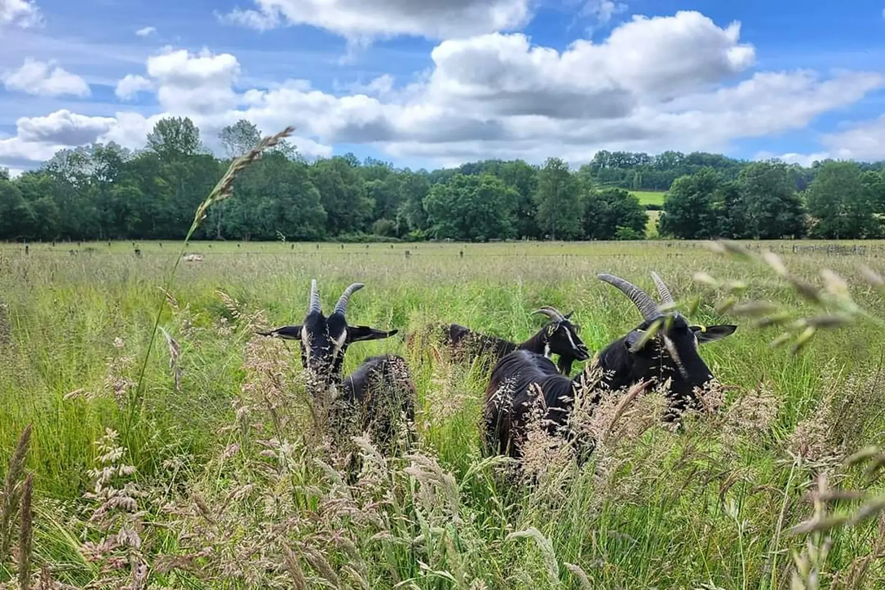 La Ferme à Roulettes - Marie-Camille TROGAN