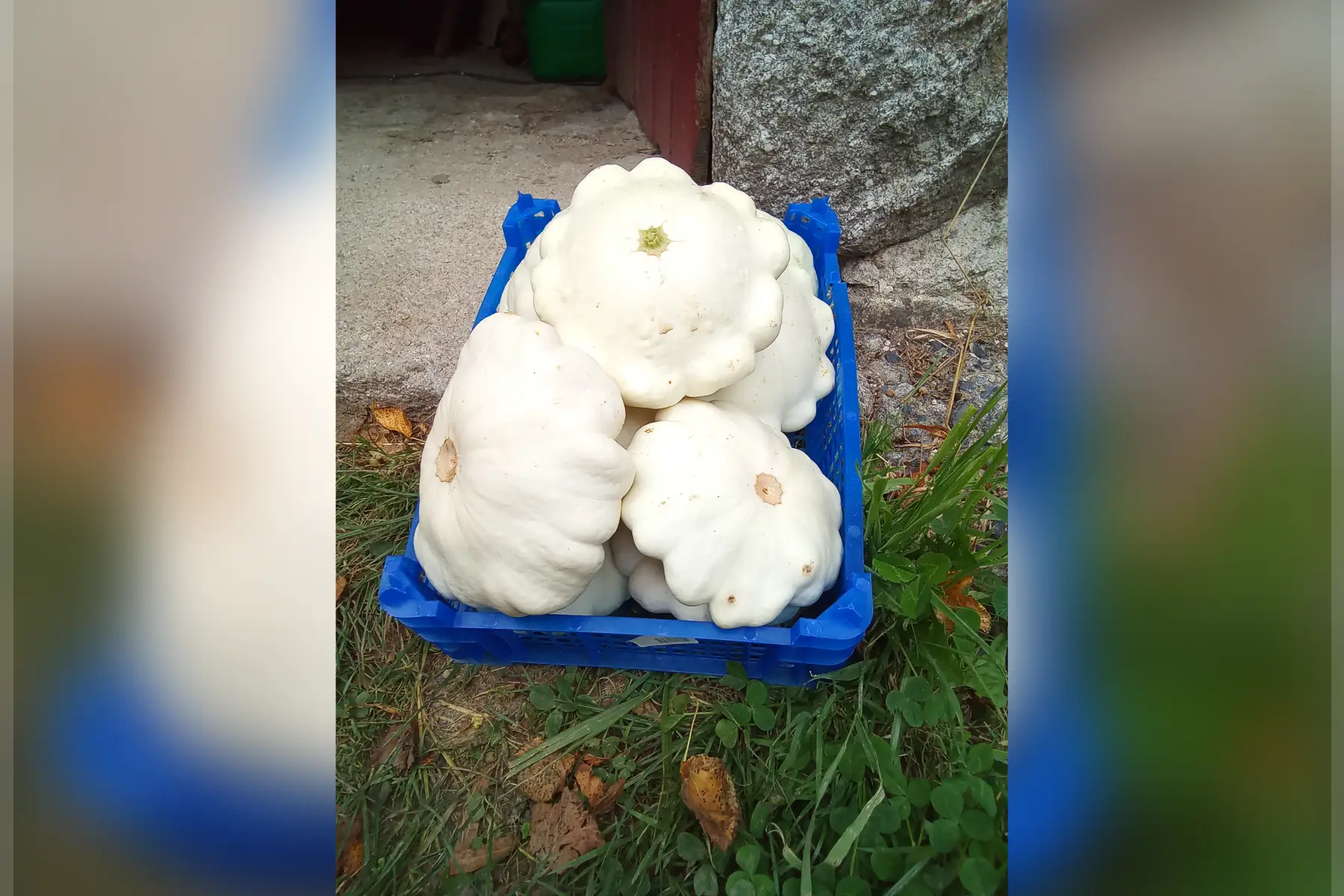 pastisson blanc/ jaune bio