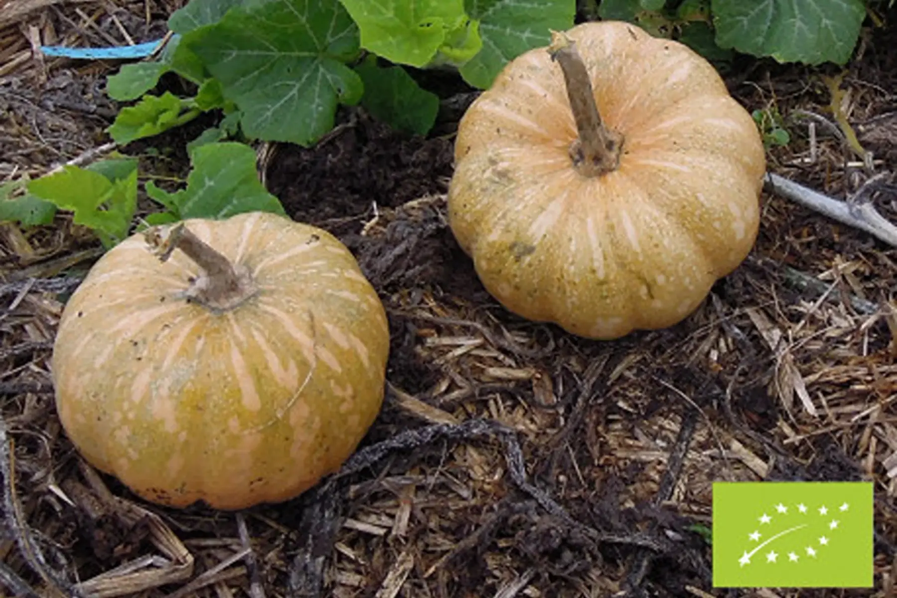 courge musquée bio