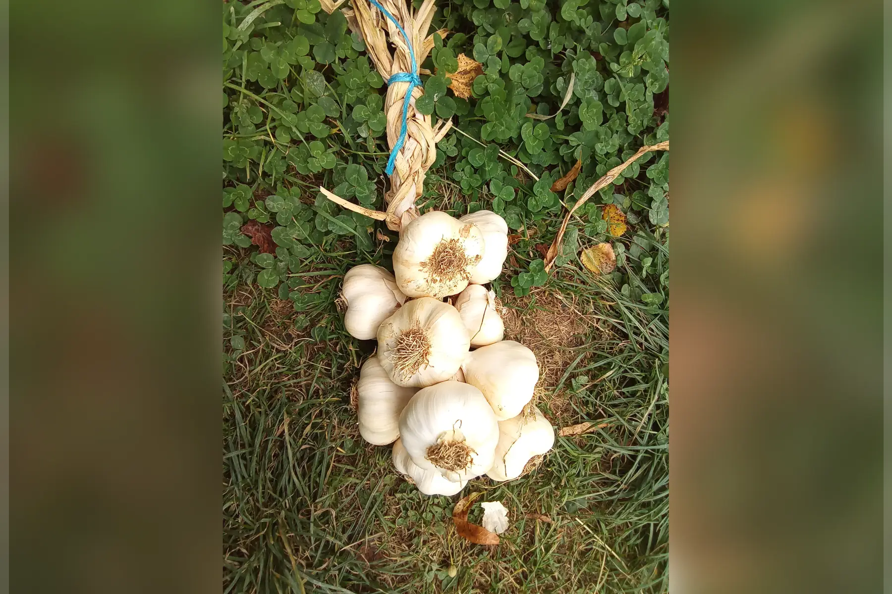 ails rose d'auvergne (non Bio)