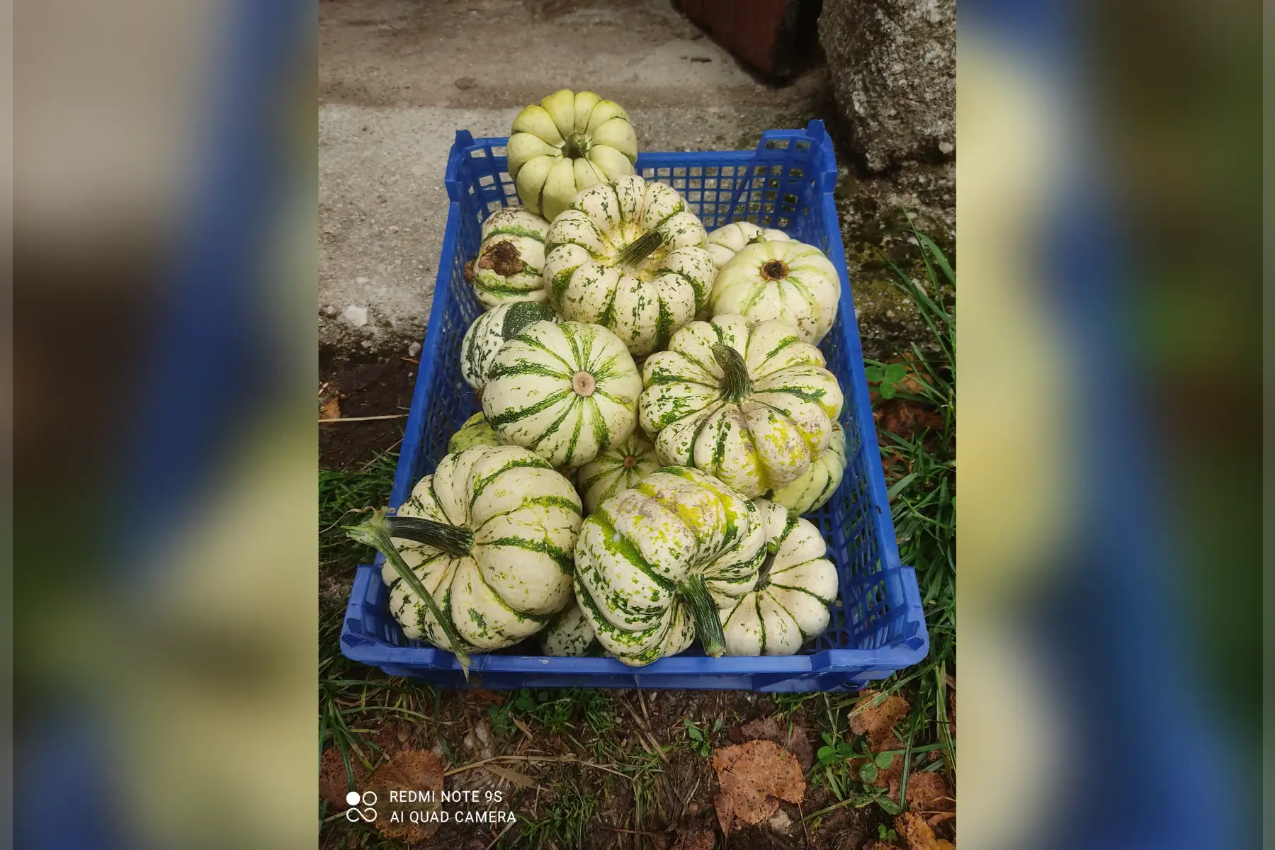 patidou bio