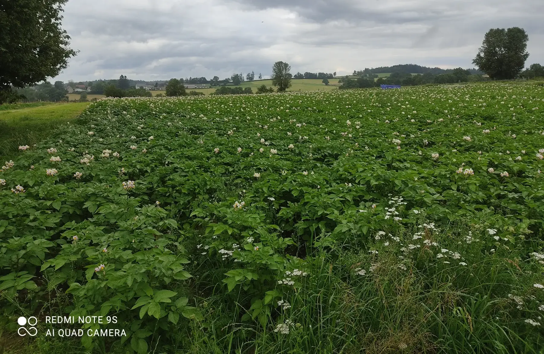 pomme de terre de consommation bio