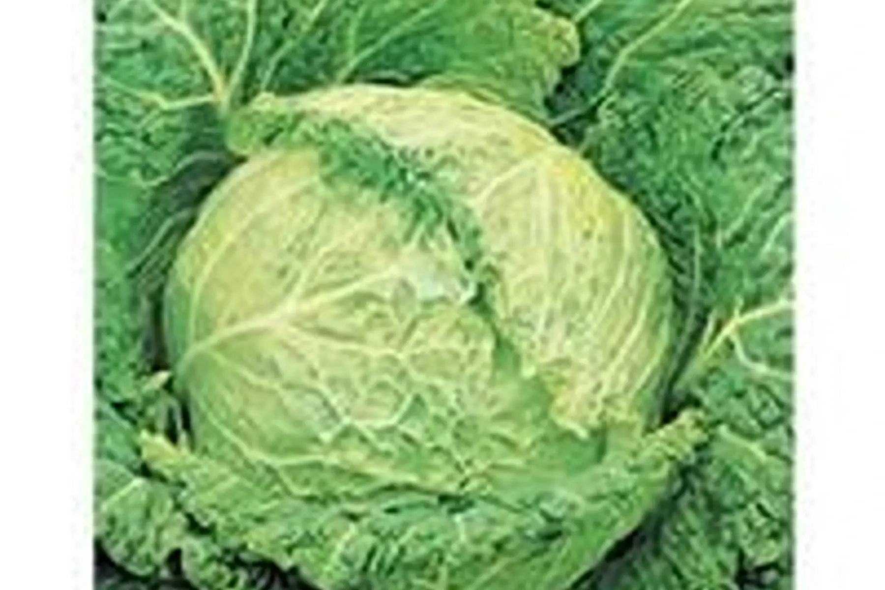 choux frisé bio