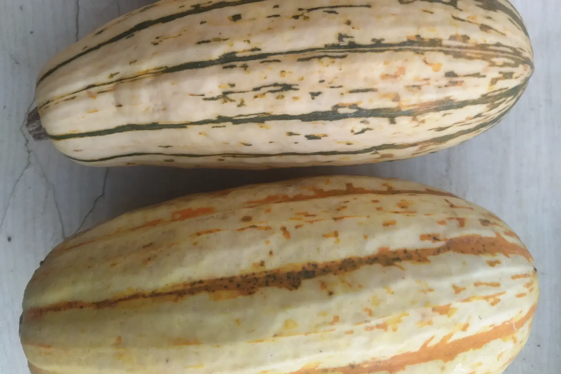 courge delicata