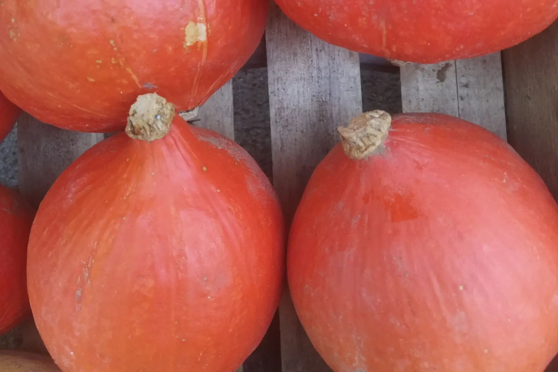 potimarron