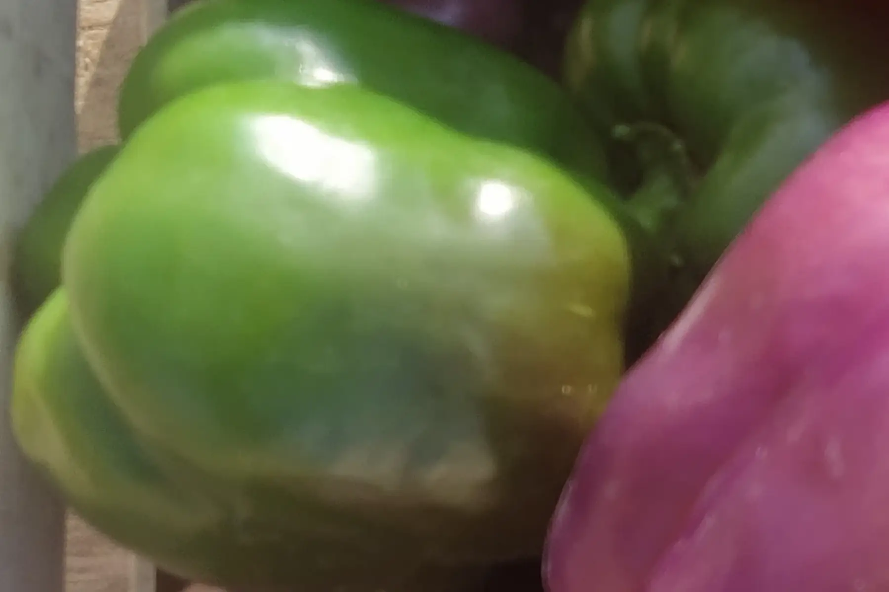 poivron vert