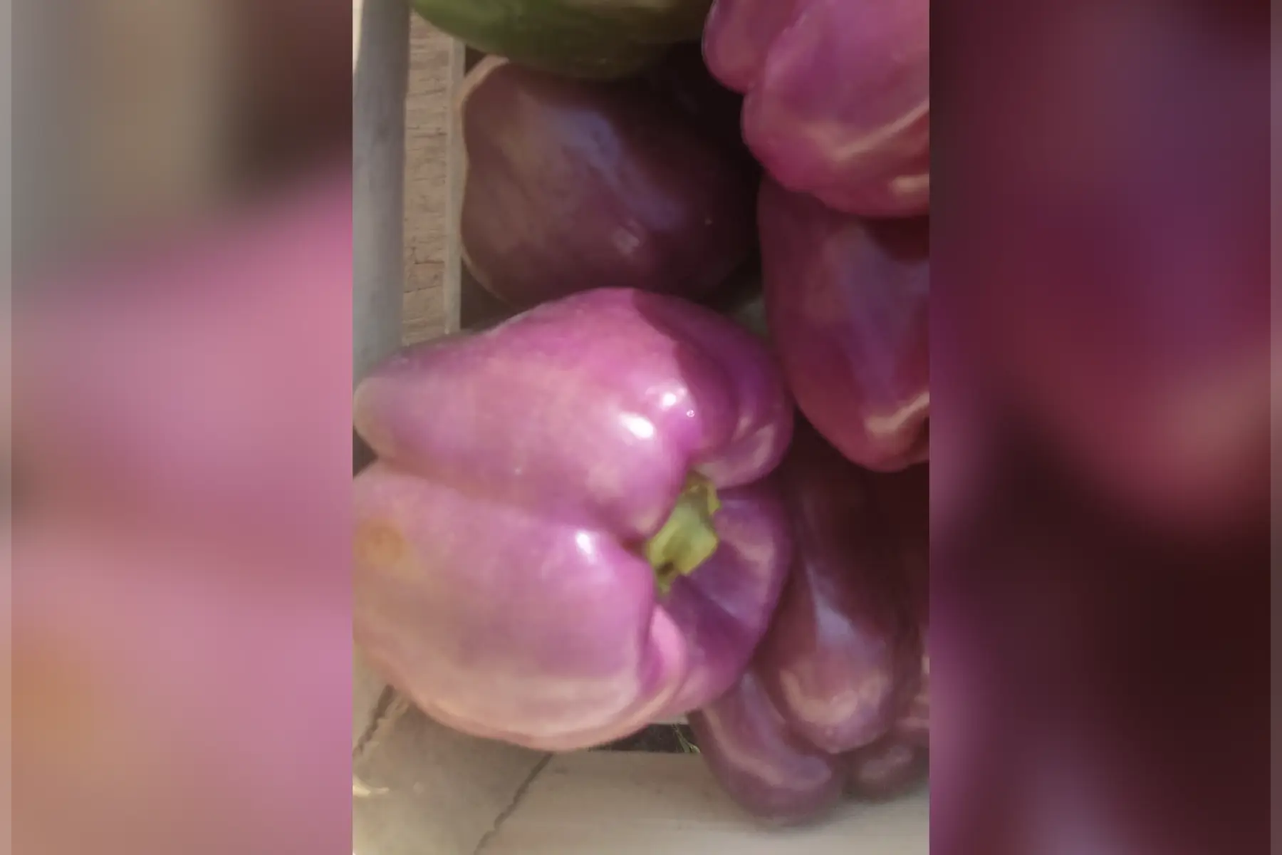 poivron violet