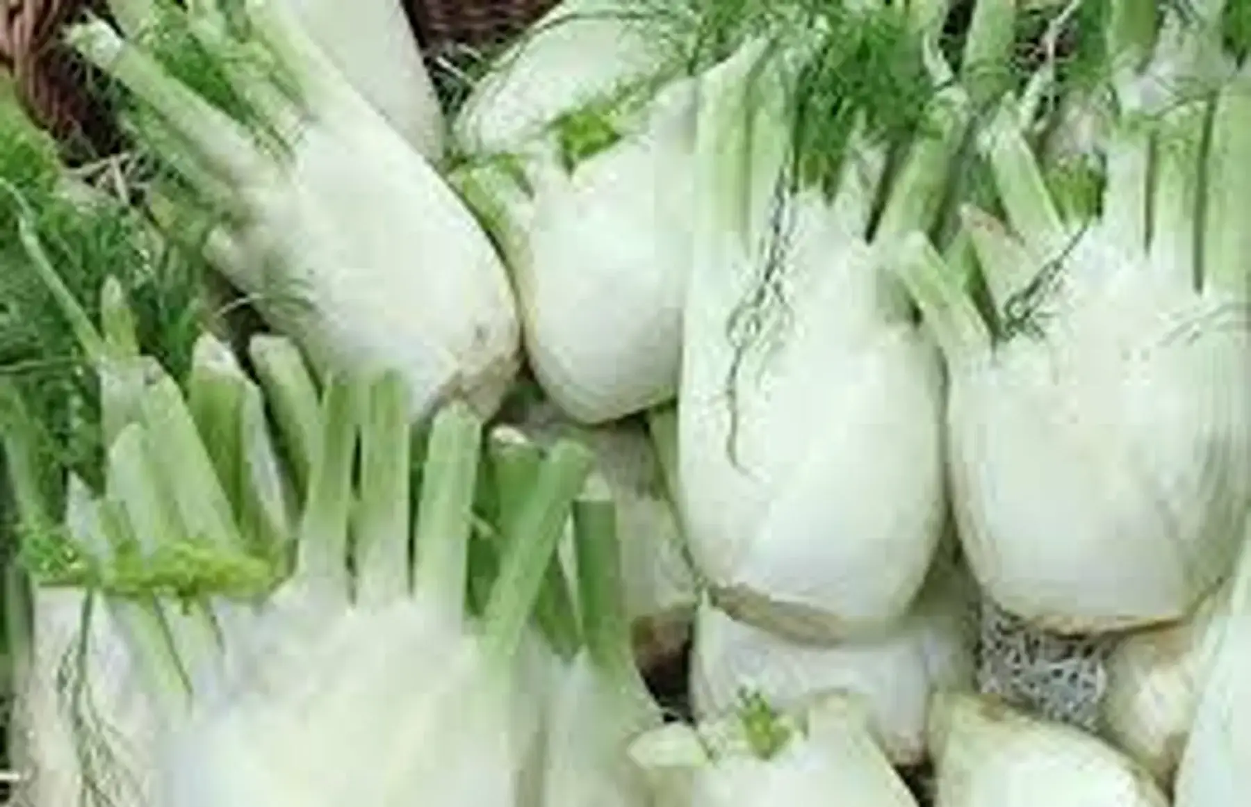 fenouil