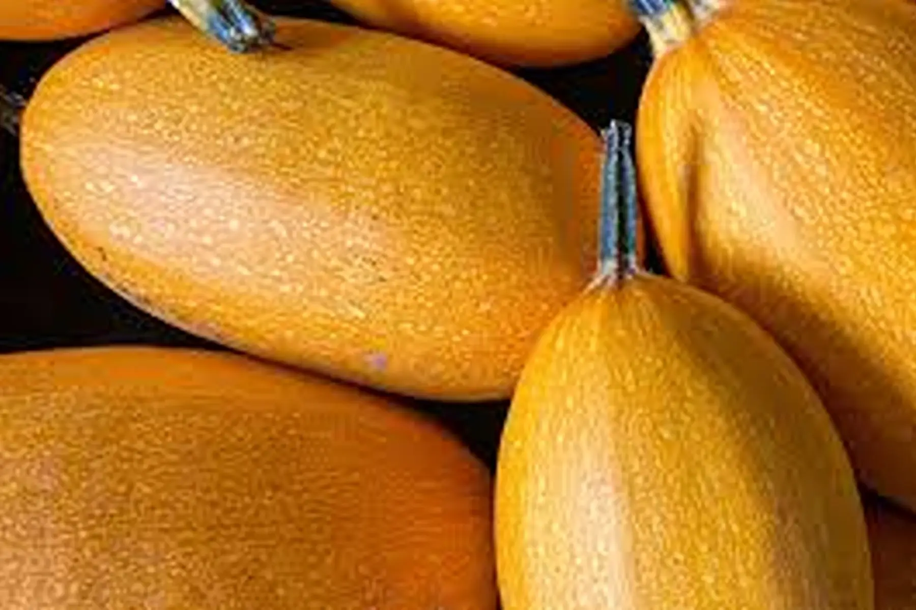 courge spaghetti
