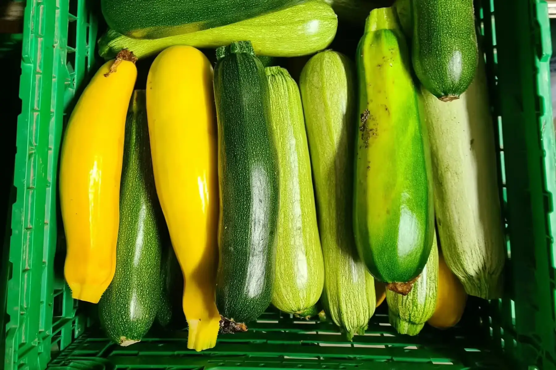 courgette verte