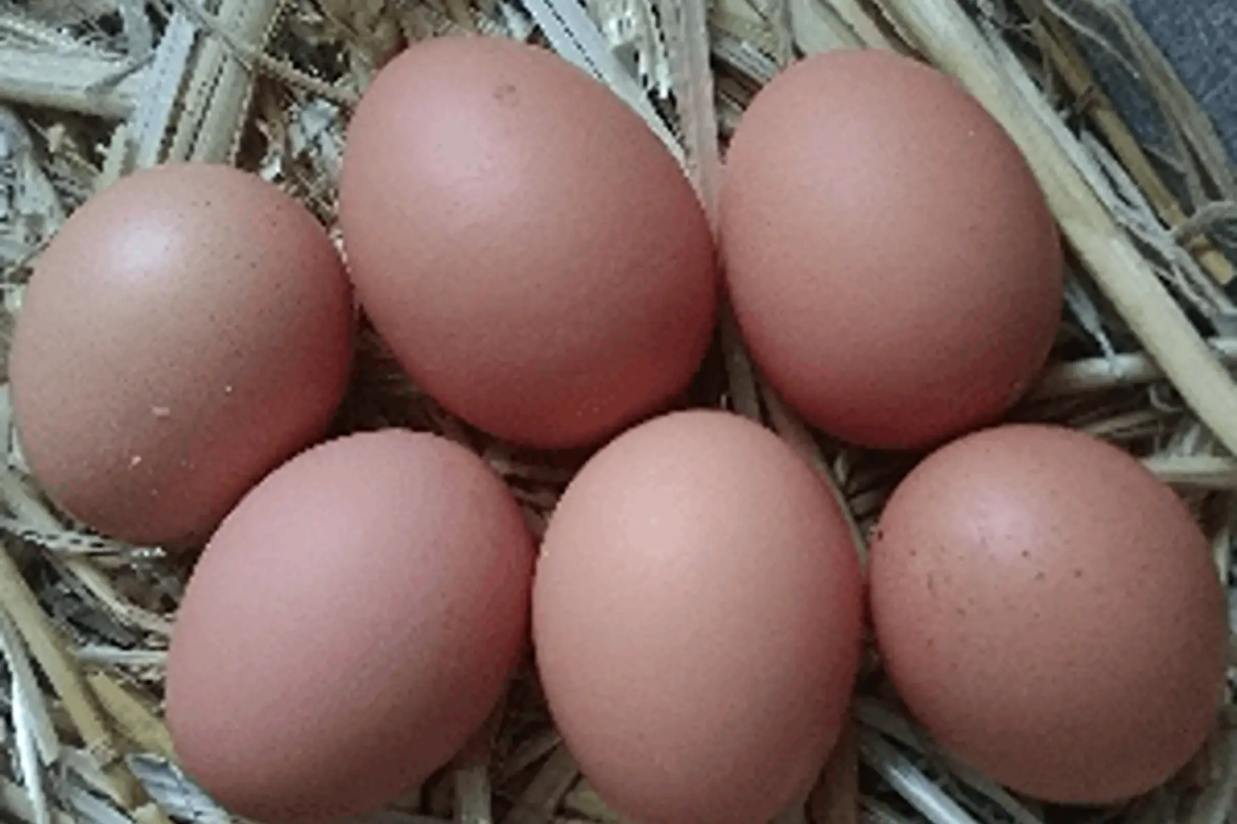 Oeuf Extra-frais Bio