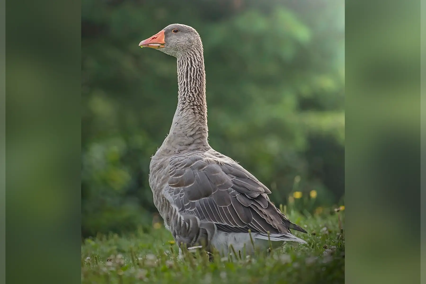 OIE de Toulouse Vivante