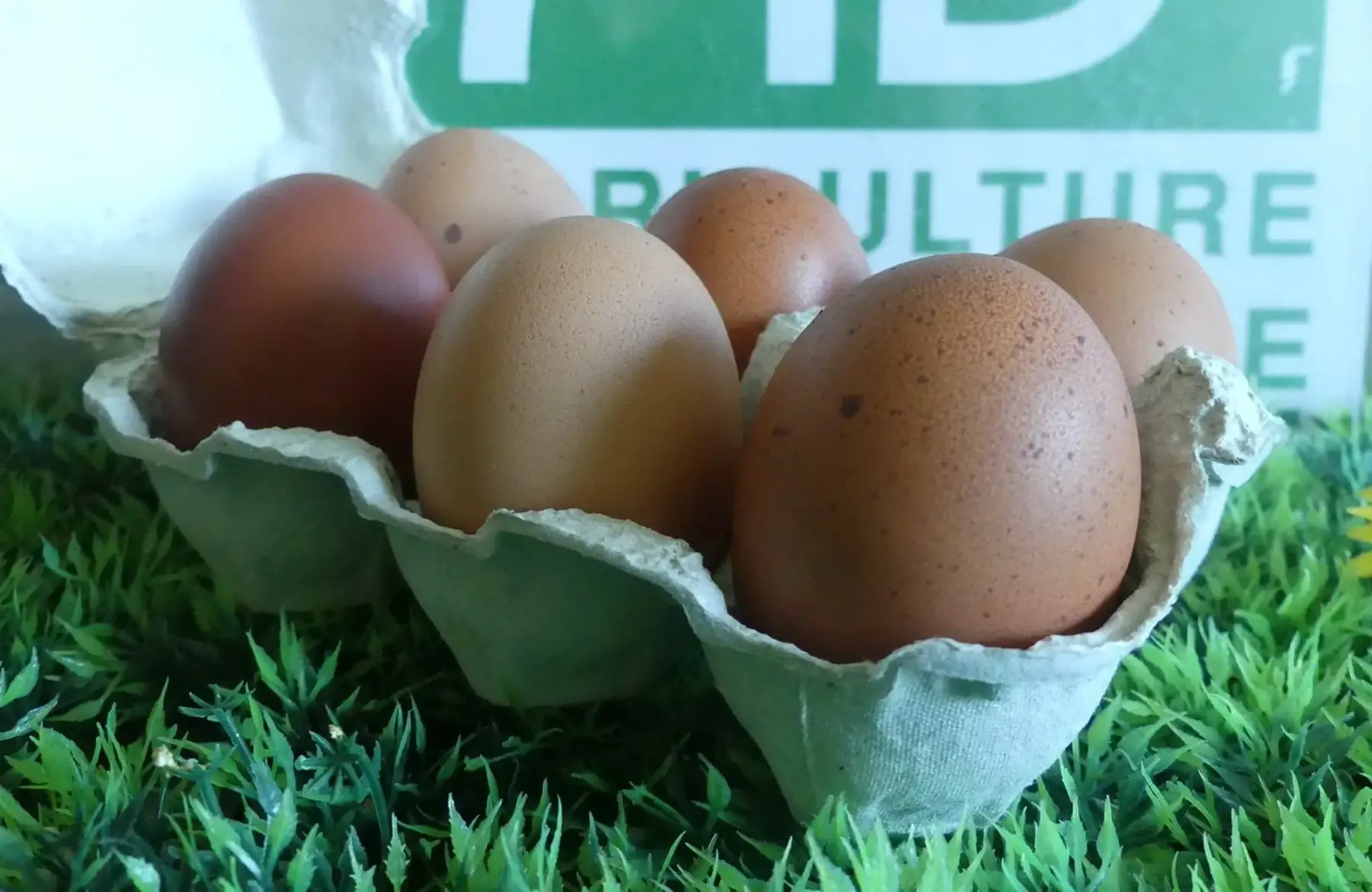 oeufs extra frais bio