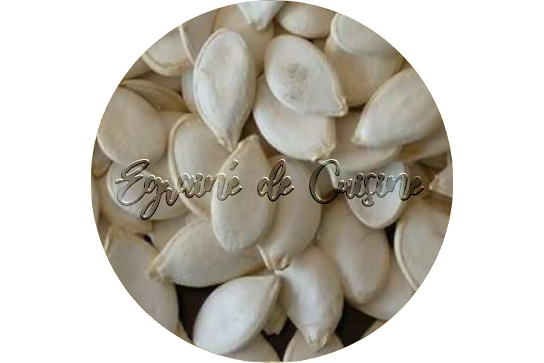 graines de courgettes