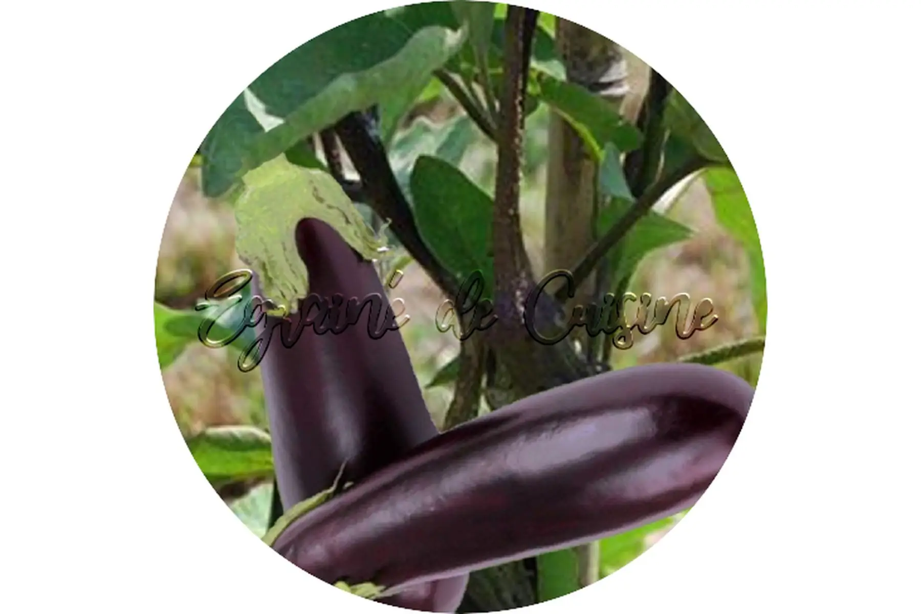 aubergine