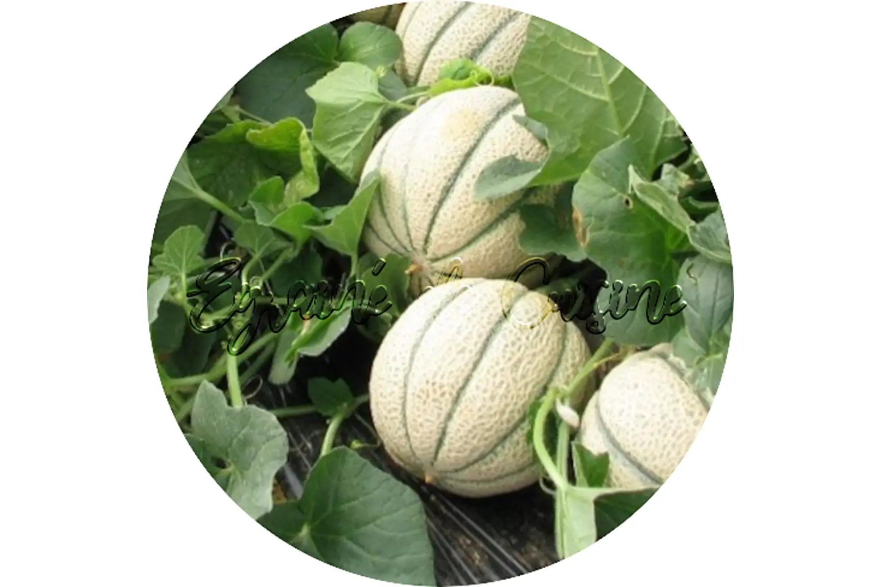 plant de melon / pastèque