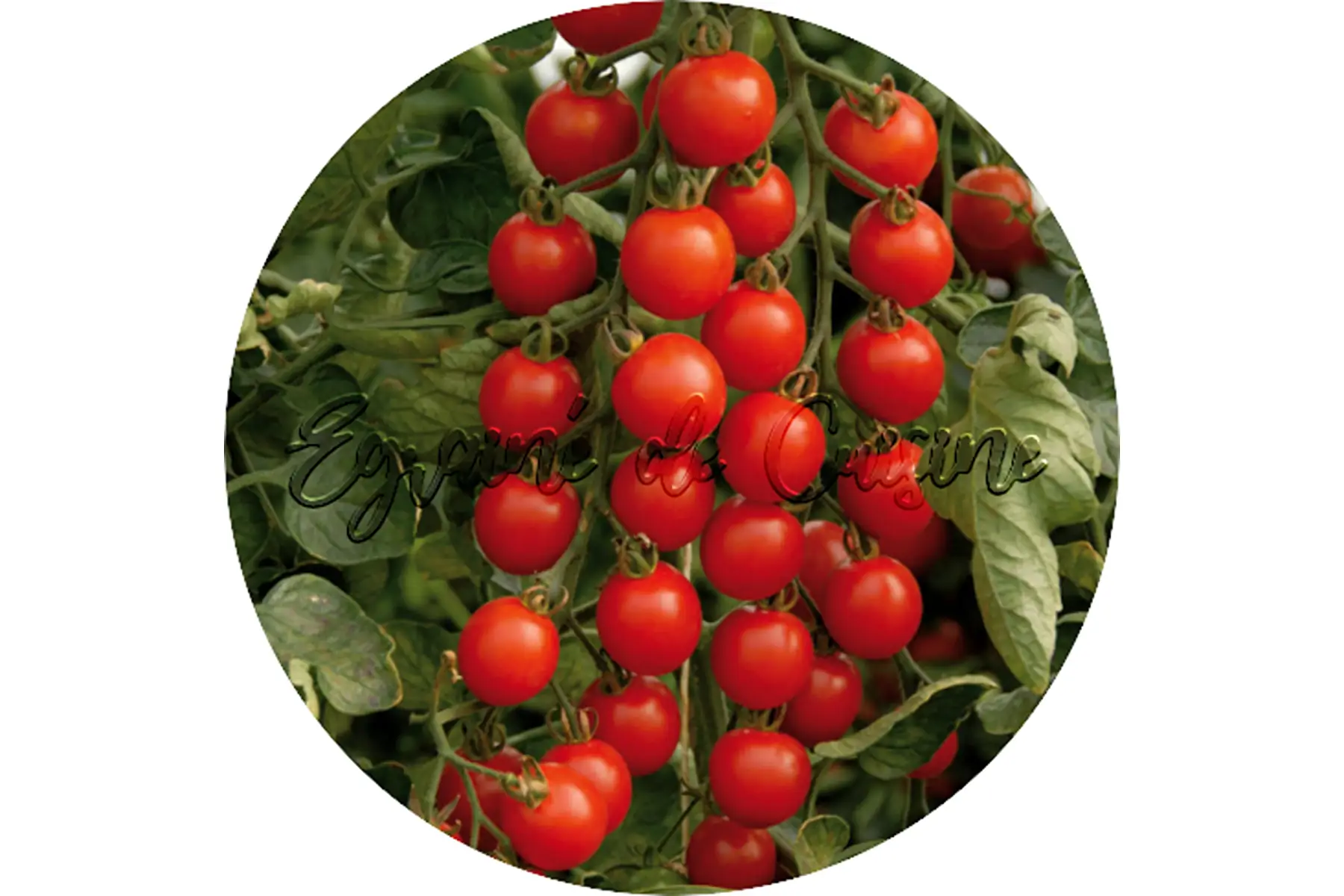 plant de tomate cerise