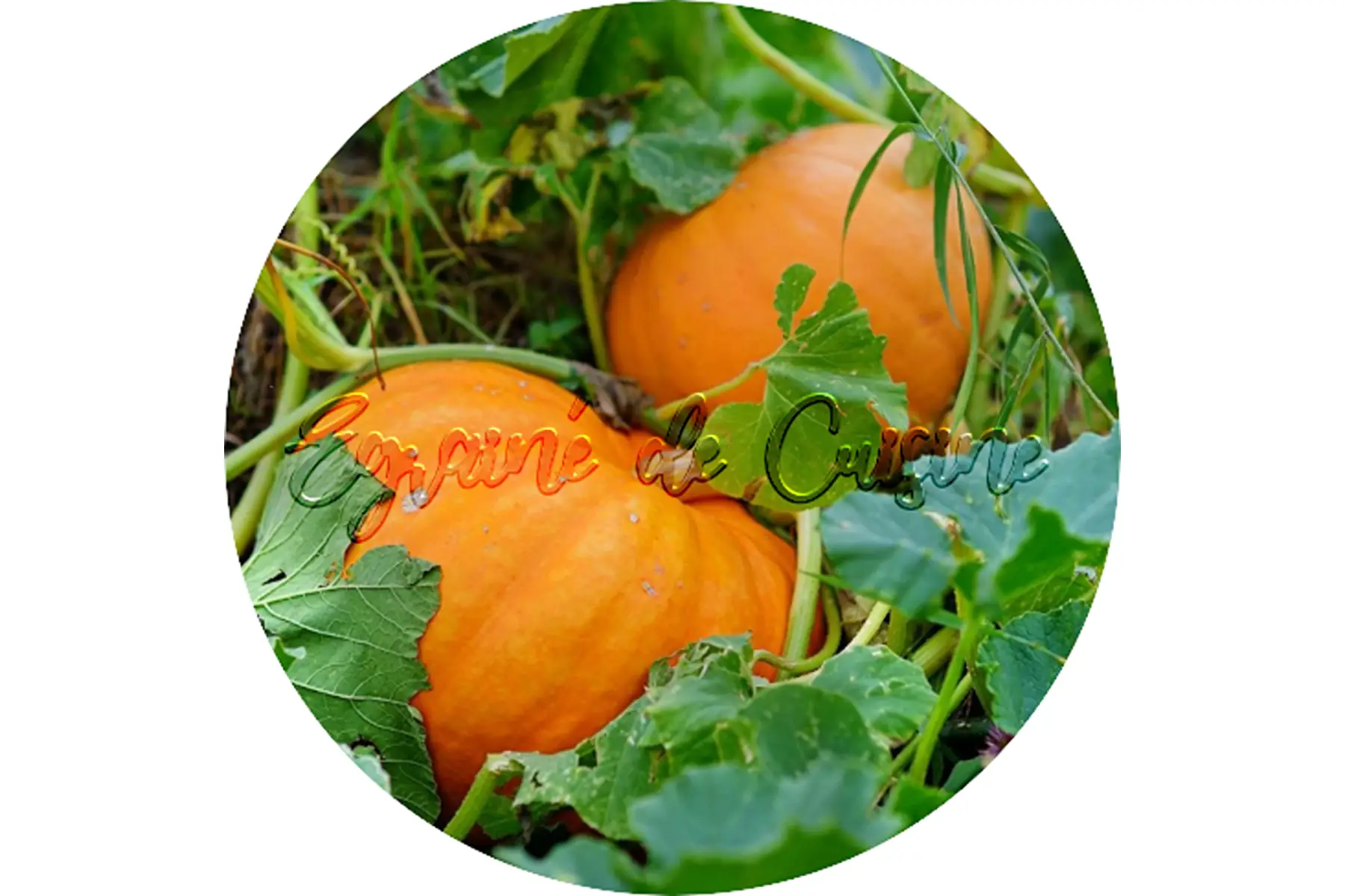 plant de potiron/courge