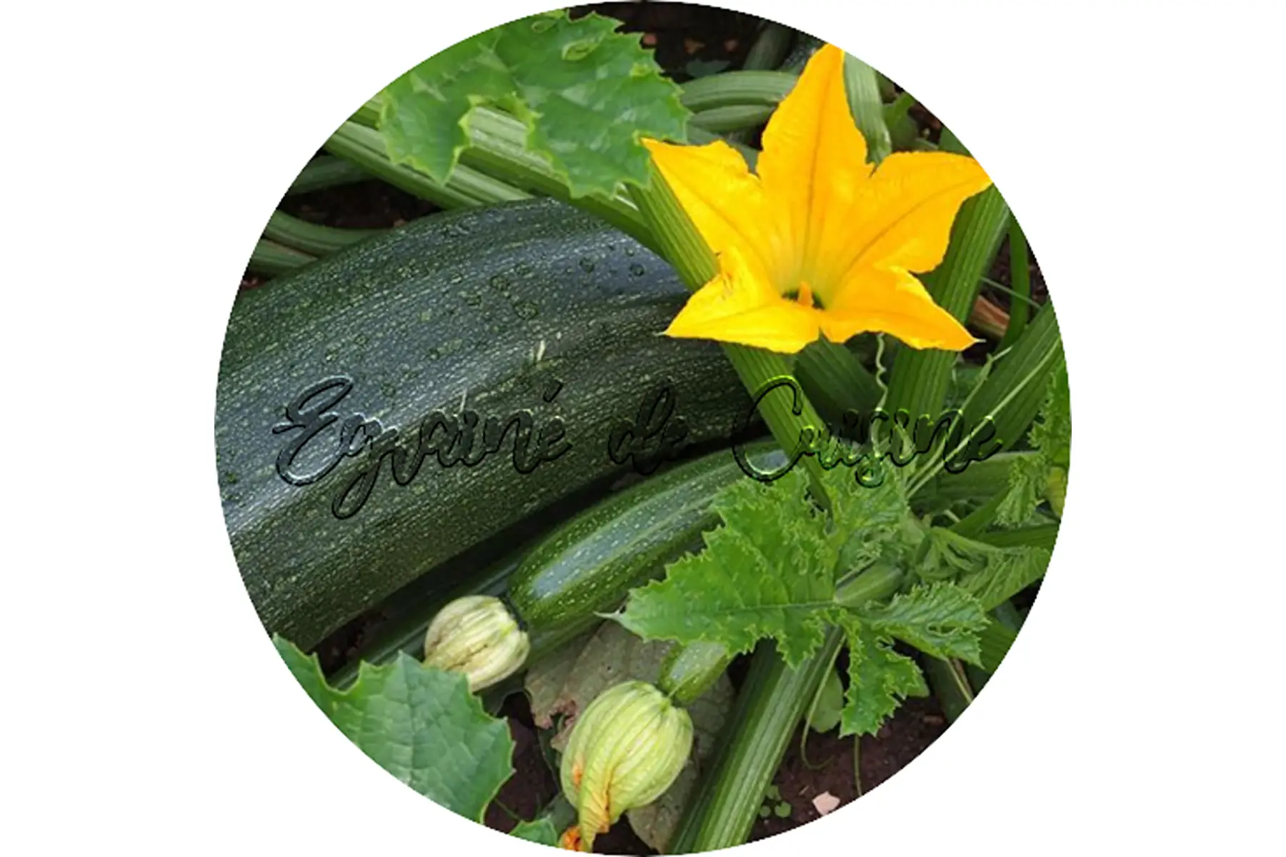 plant de courgette