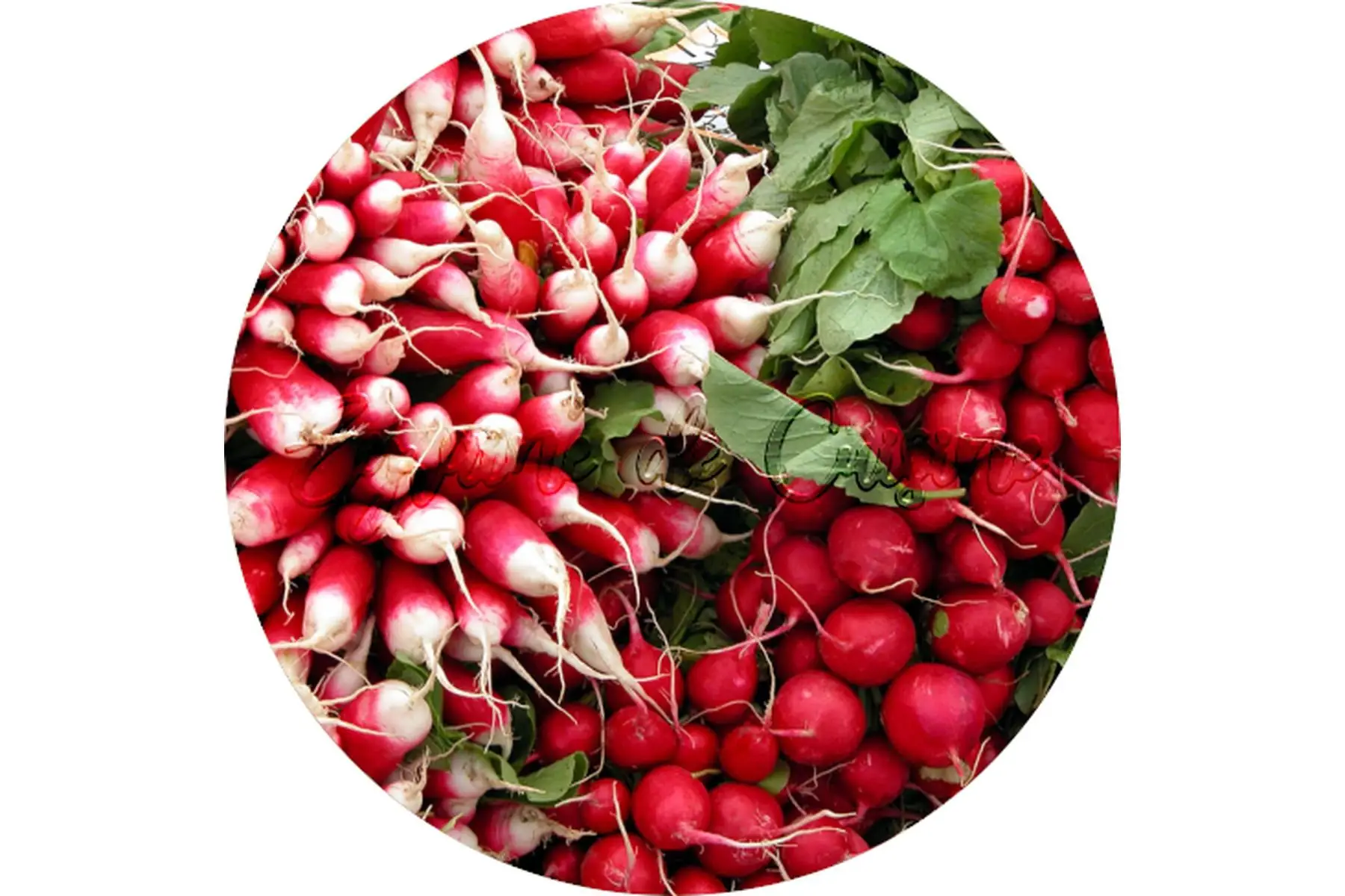 radis