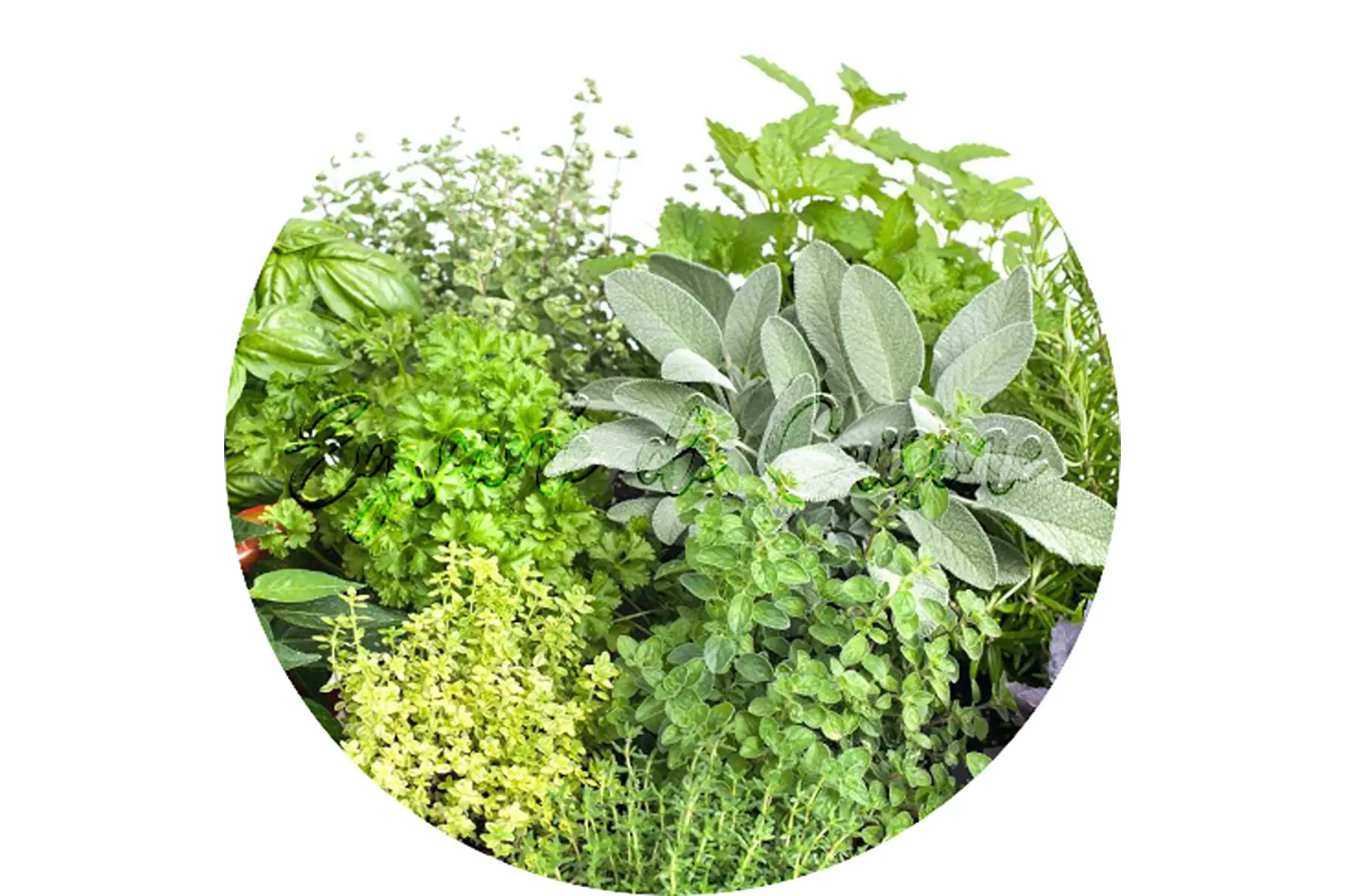 plant aromatique divers