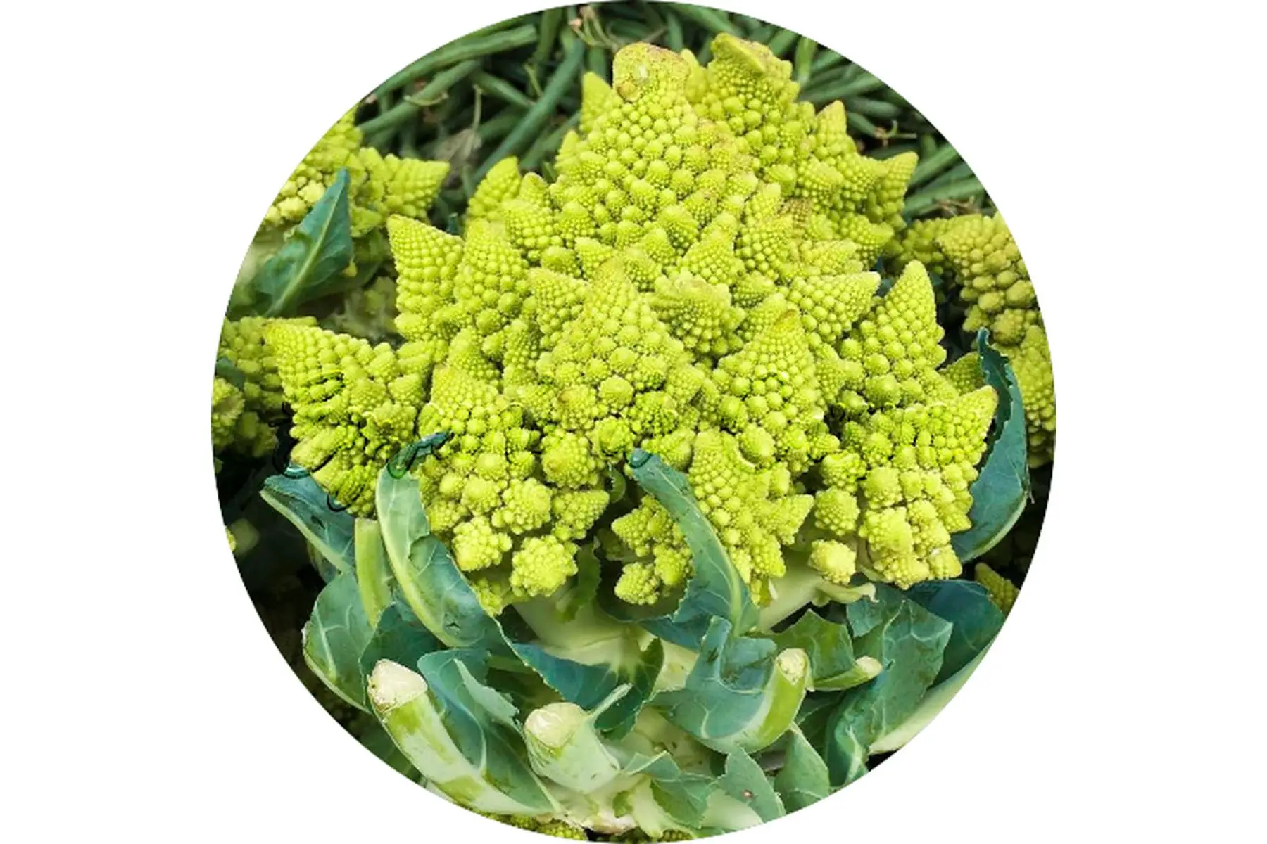 chou romanesco