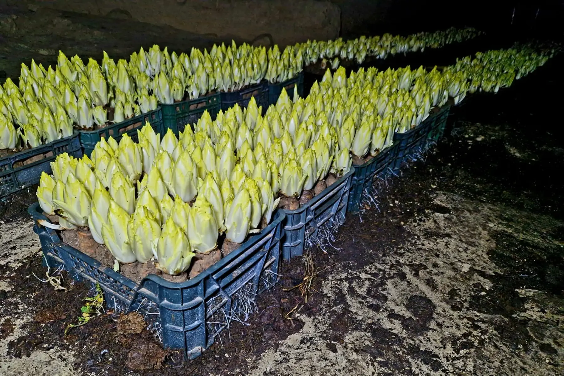 endive bio pleine terre