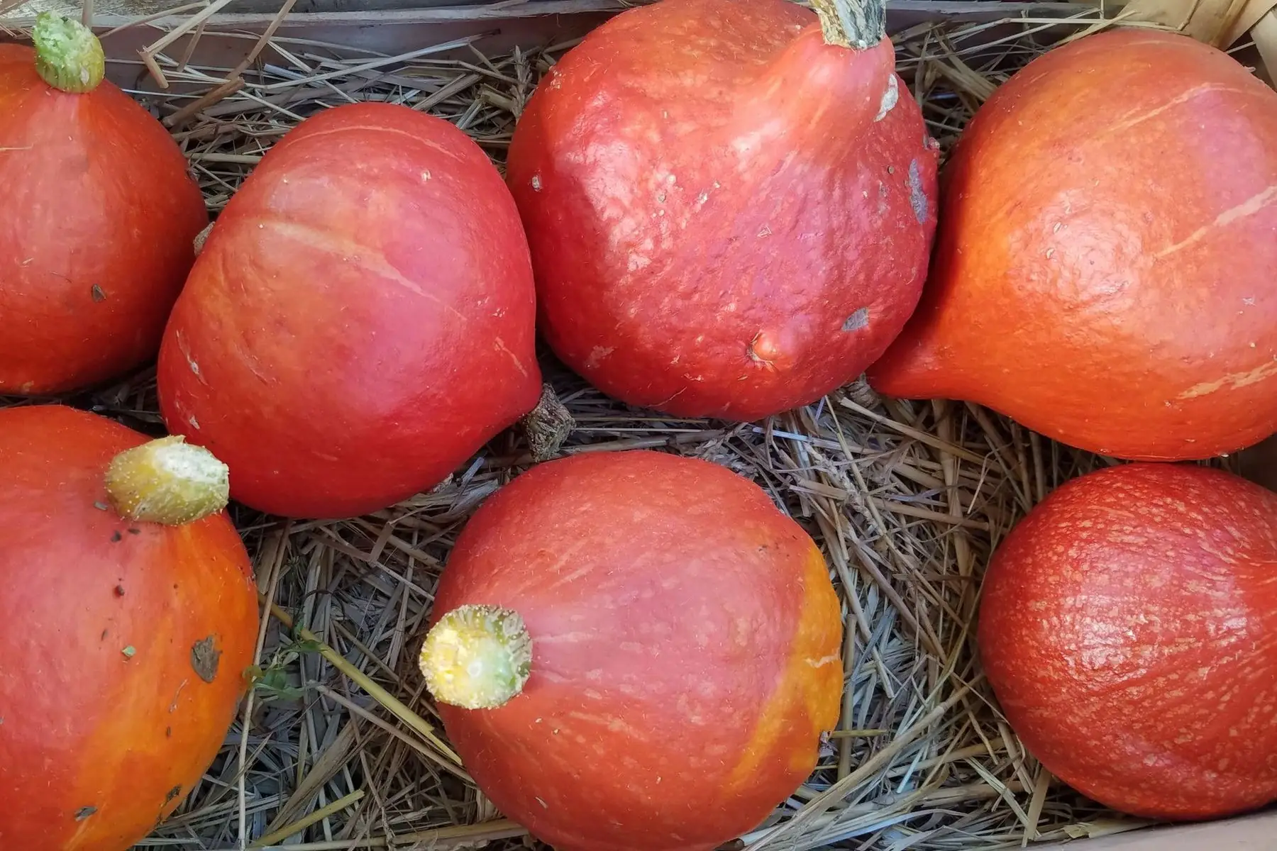 la ferme aux coquelicots