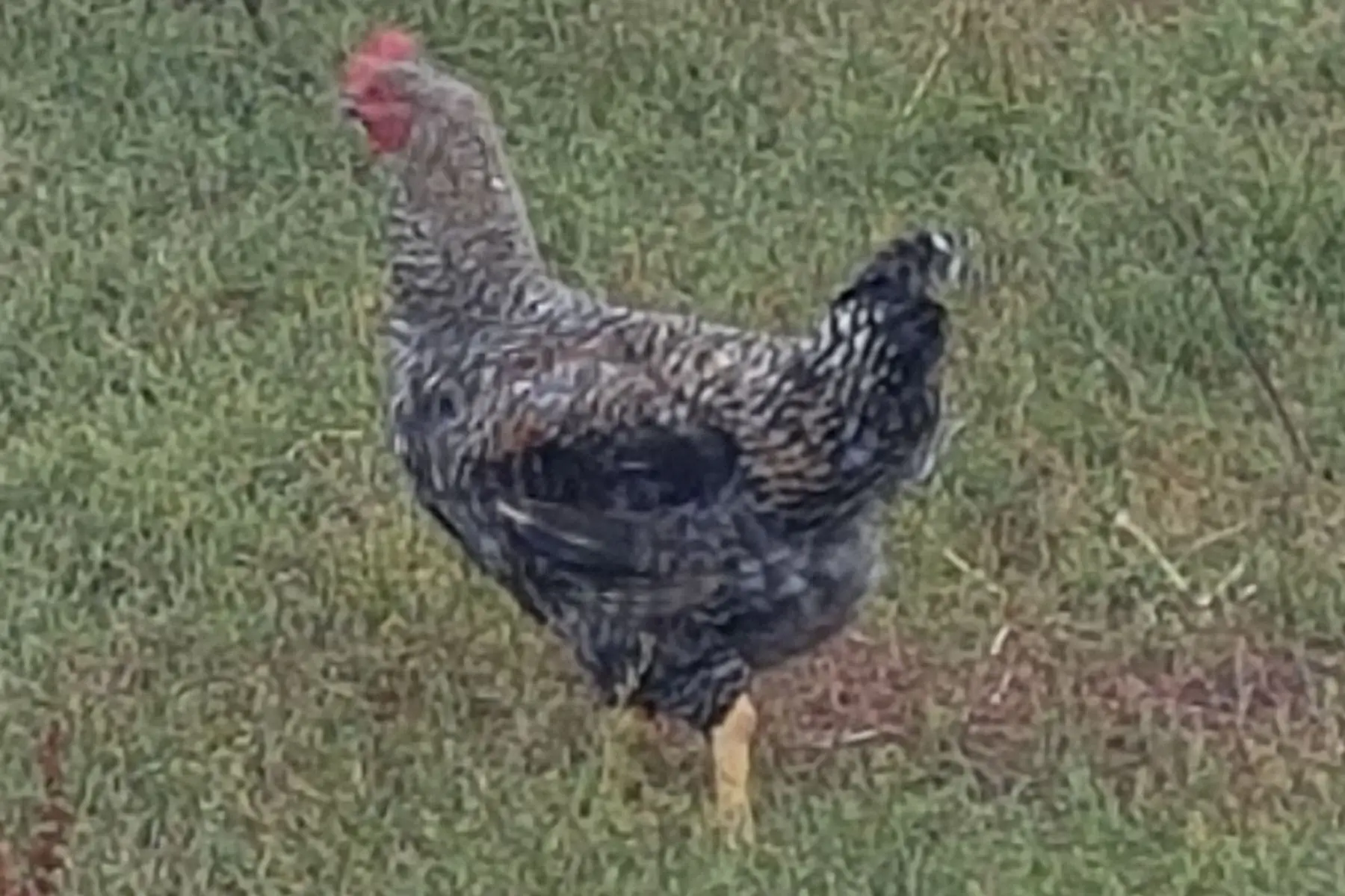 poulet prêt à cuire