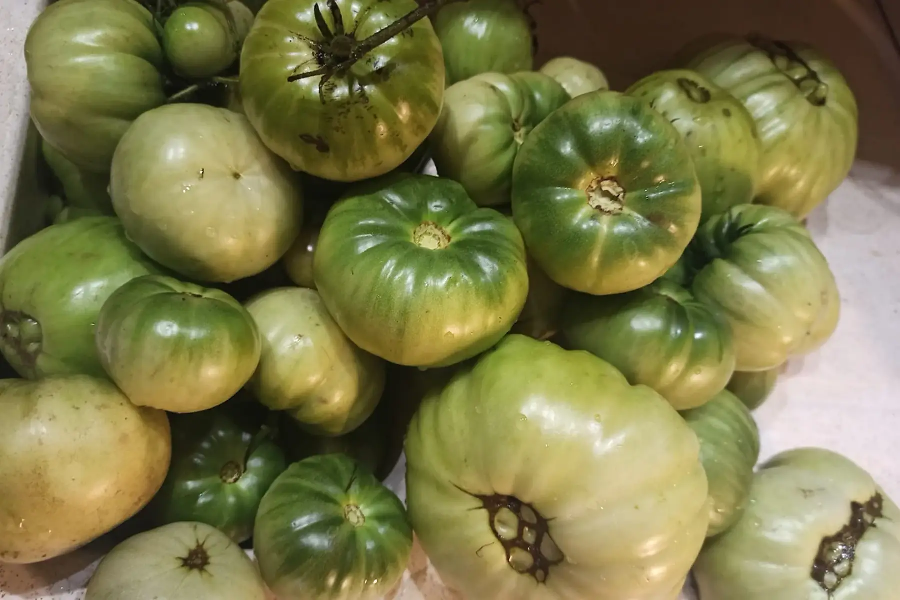 tomates vertes (pour confiture, chutney...)