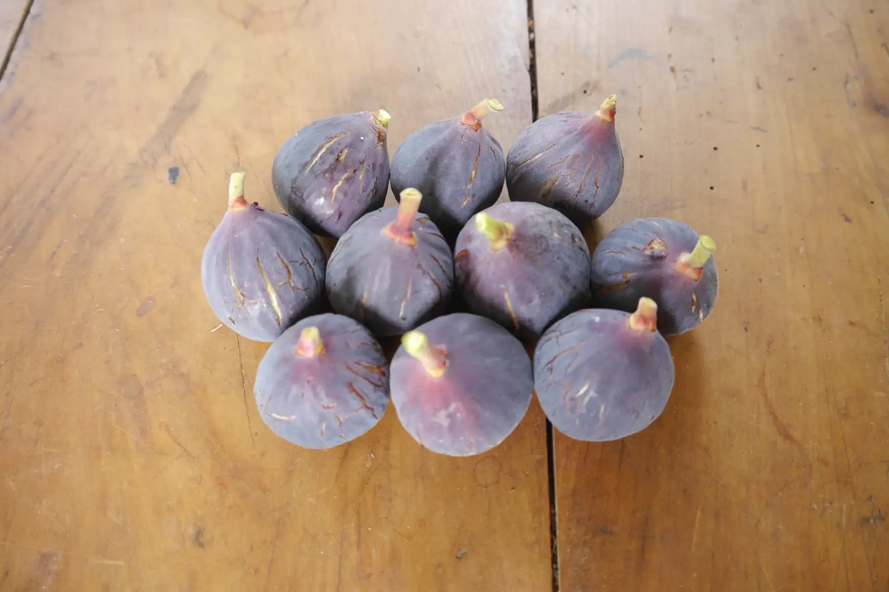 figues violettes