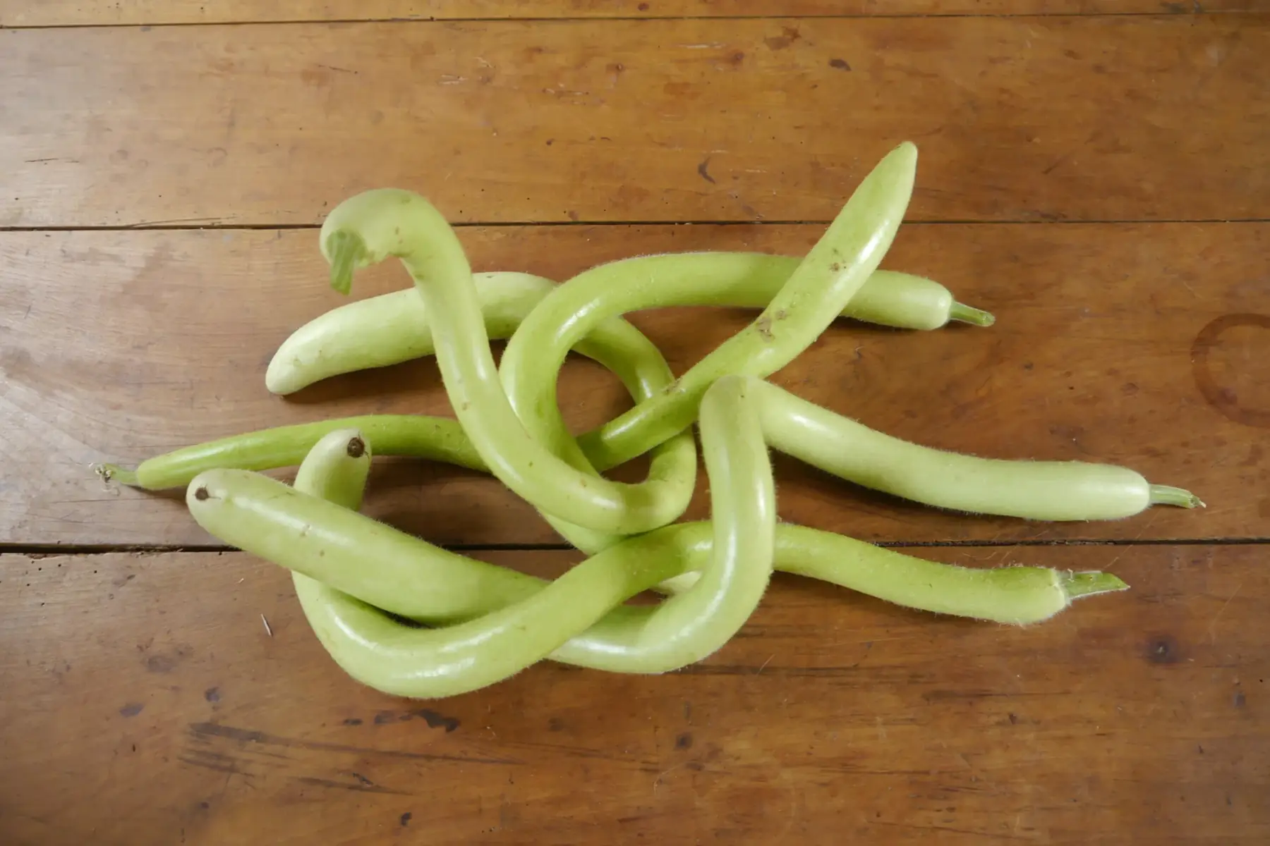 courgette serpent de sicile