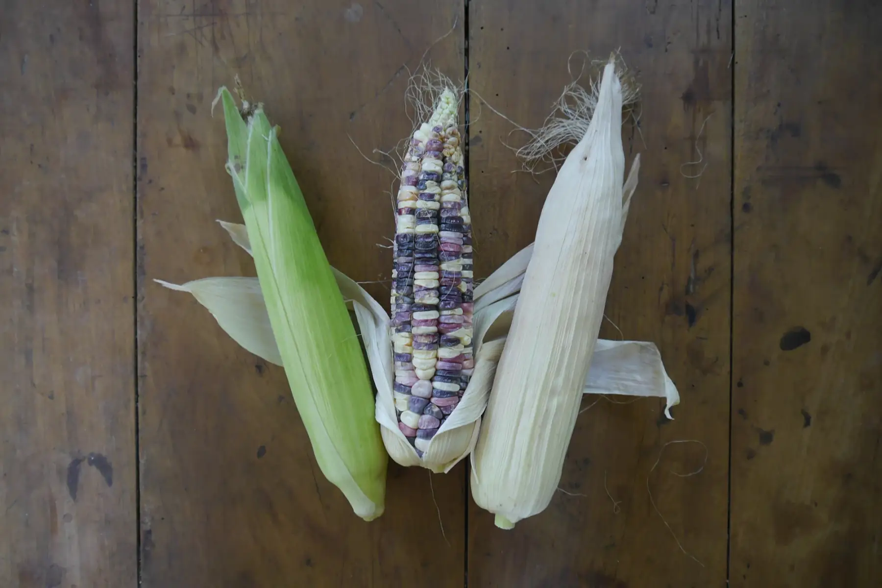maïs doux multicolore