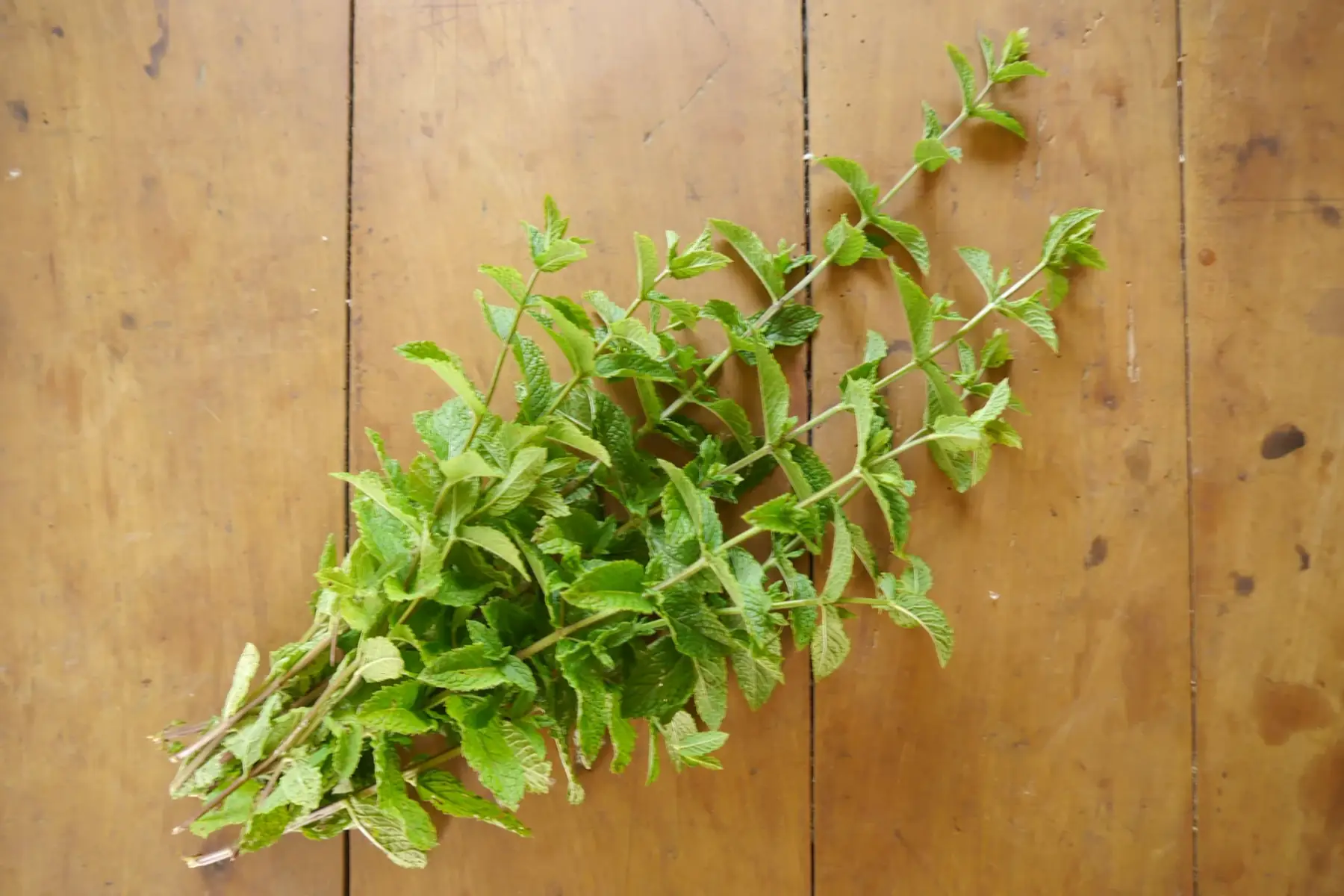 Aux Jardins du Thi'Bio