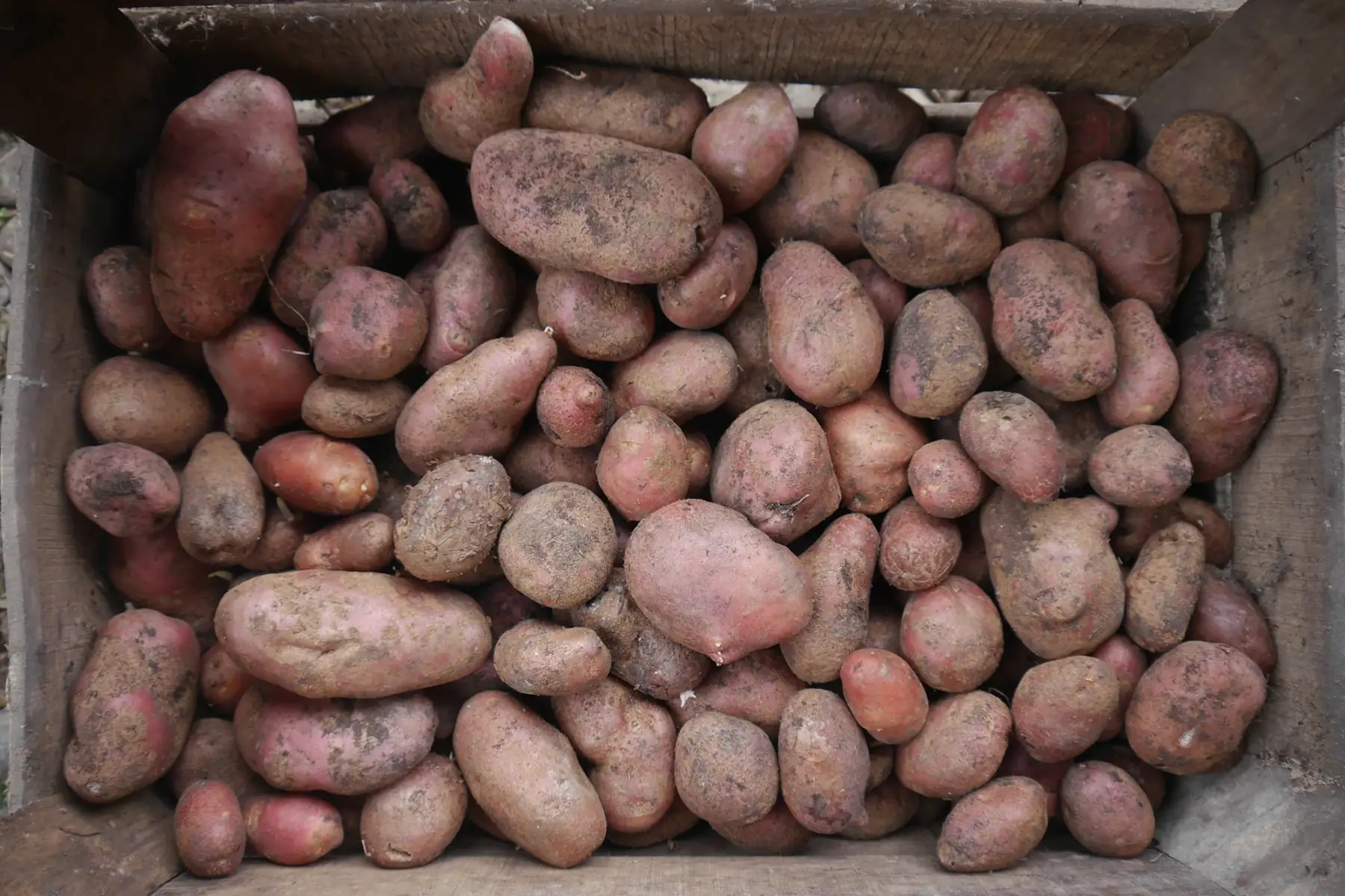 Pomme de terre Désirée