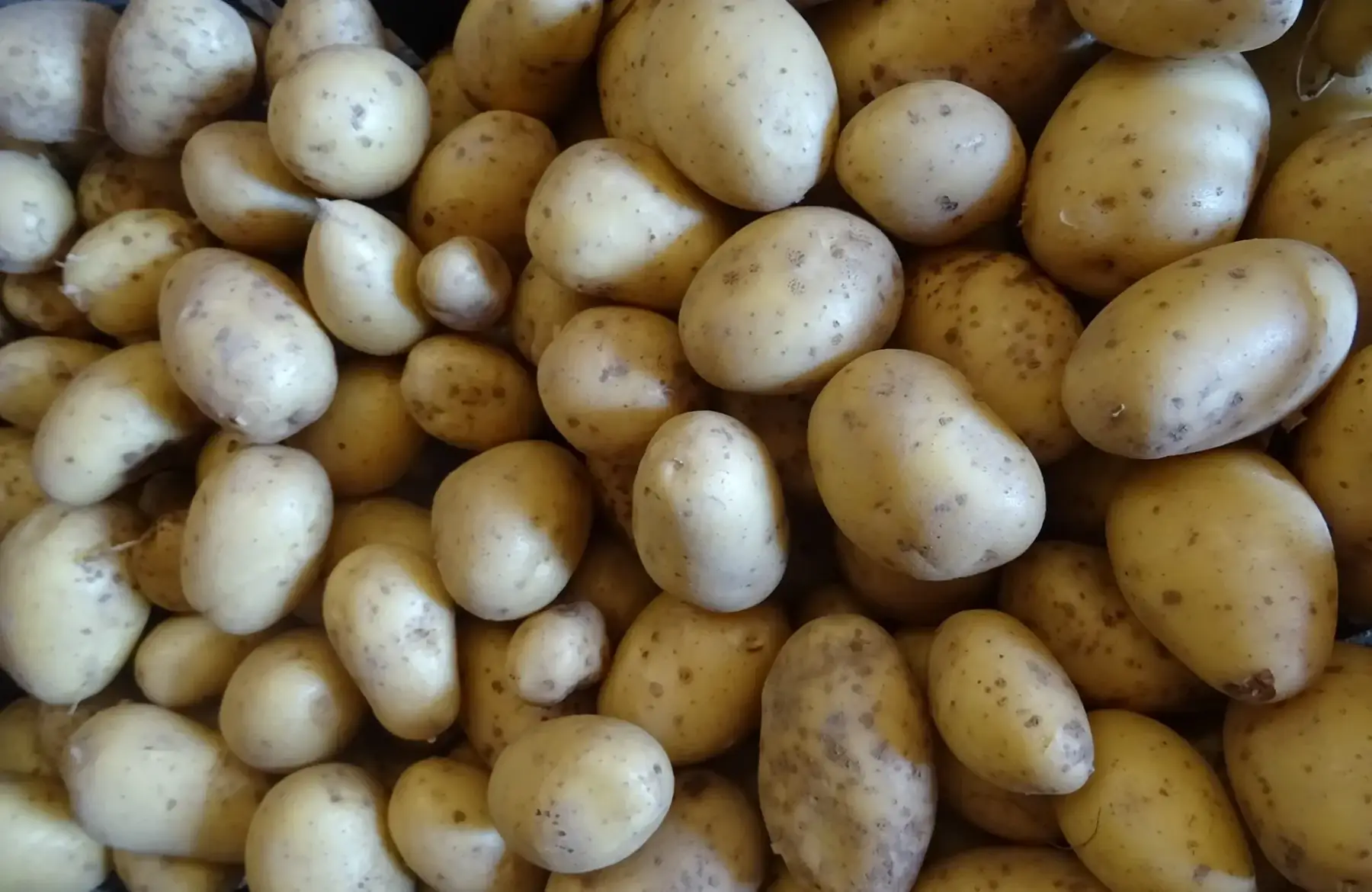 pomme de terre mona lisa