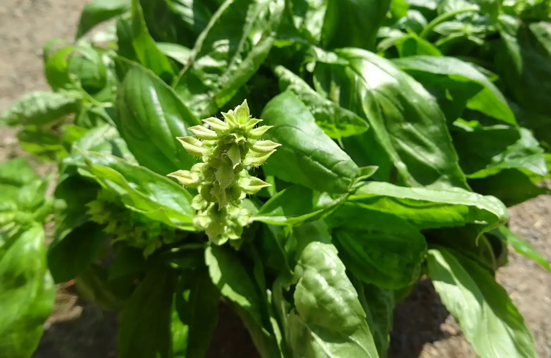 basilic