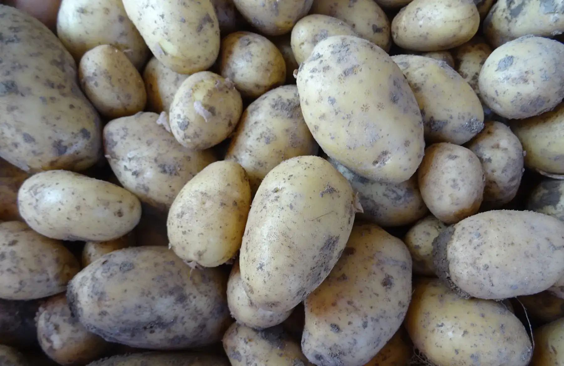 pomme de terre nouvelle mona lisa