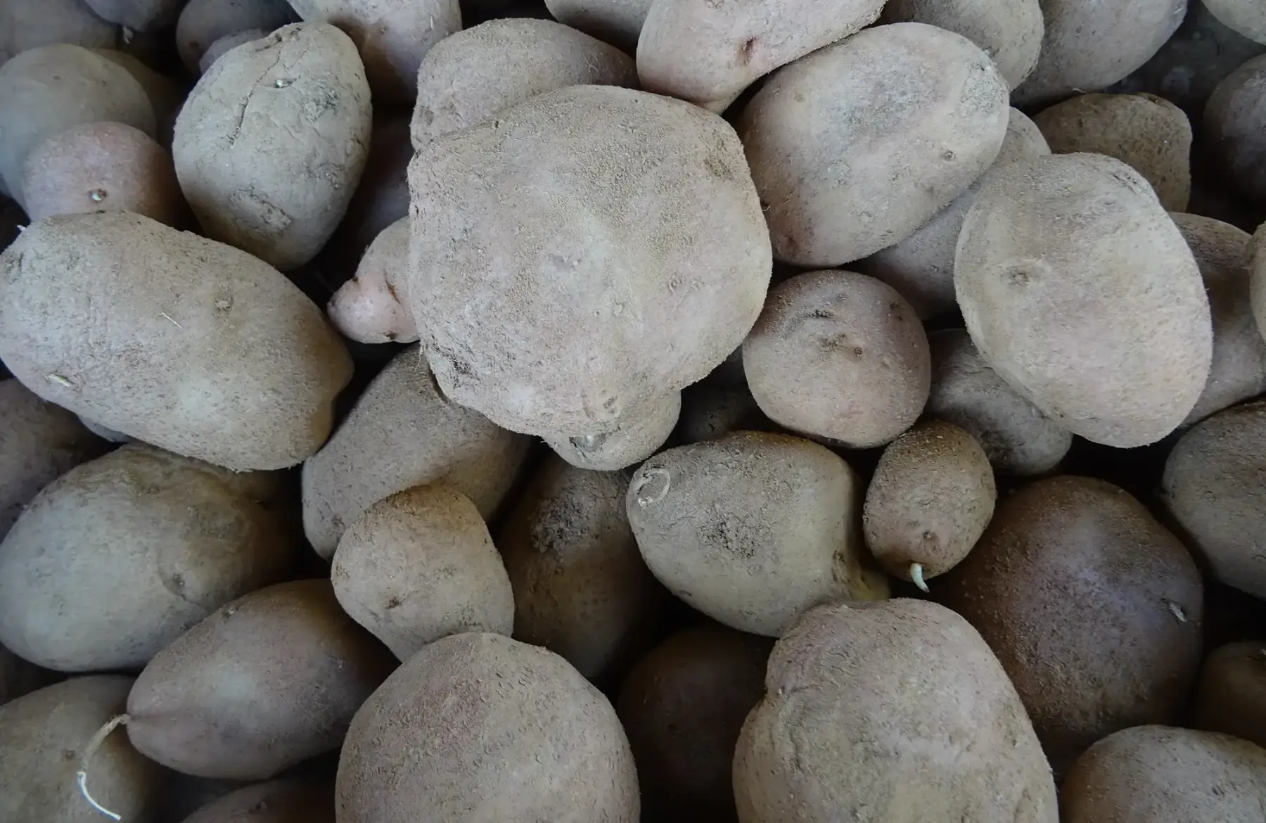 pomme de terre désiré