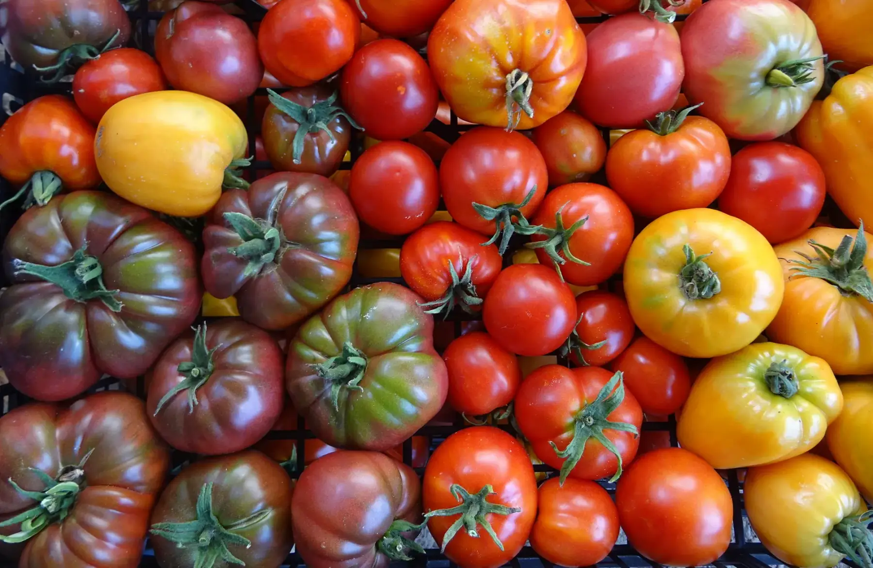 tomates variétés anciennes