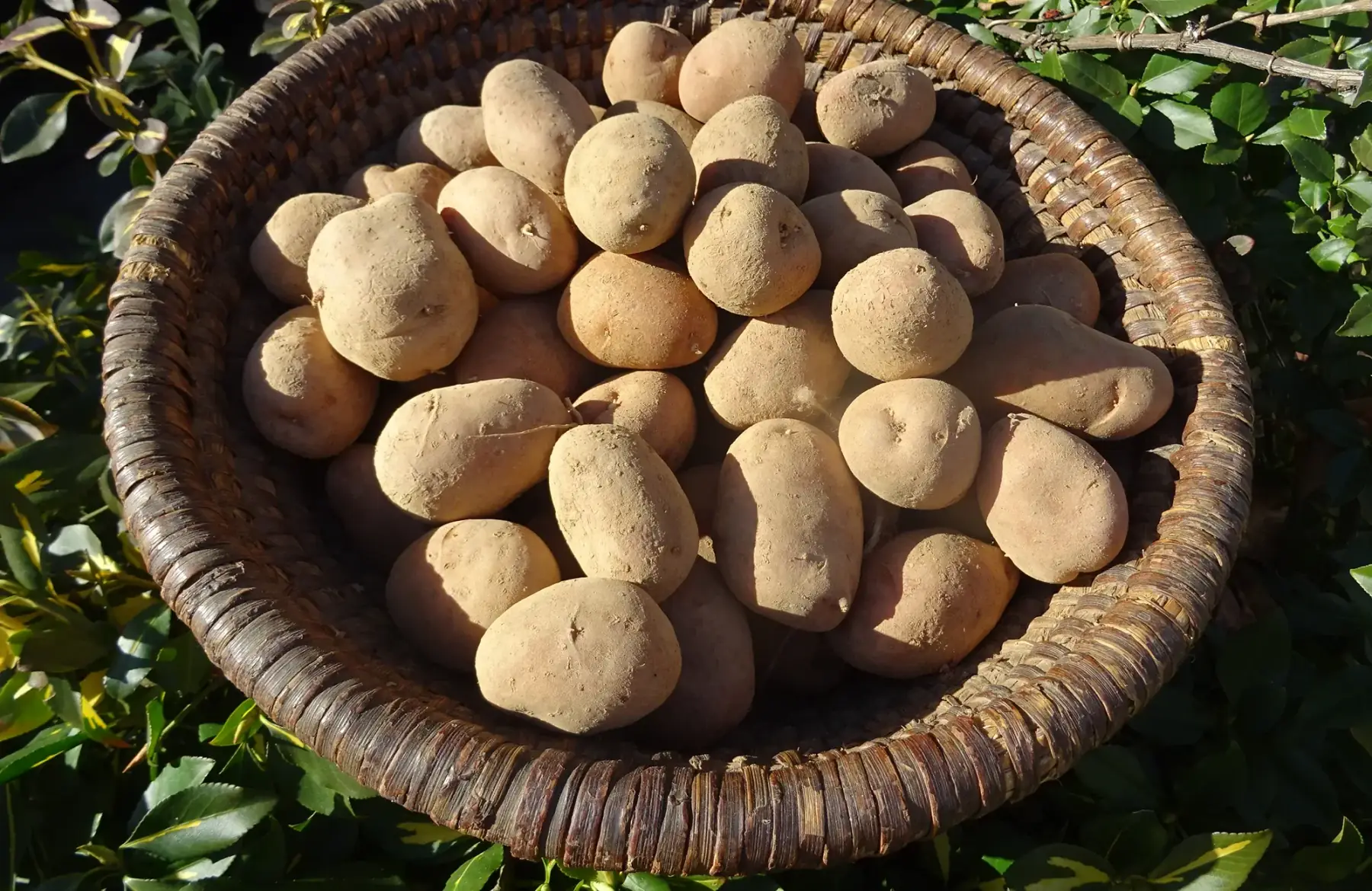 pomme de terre calibre moyen désiré