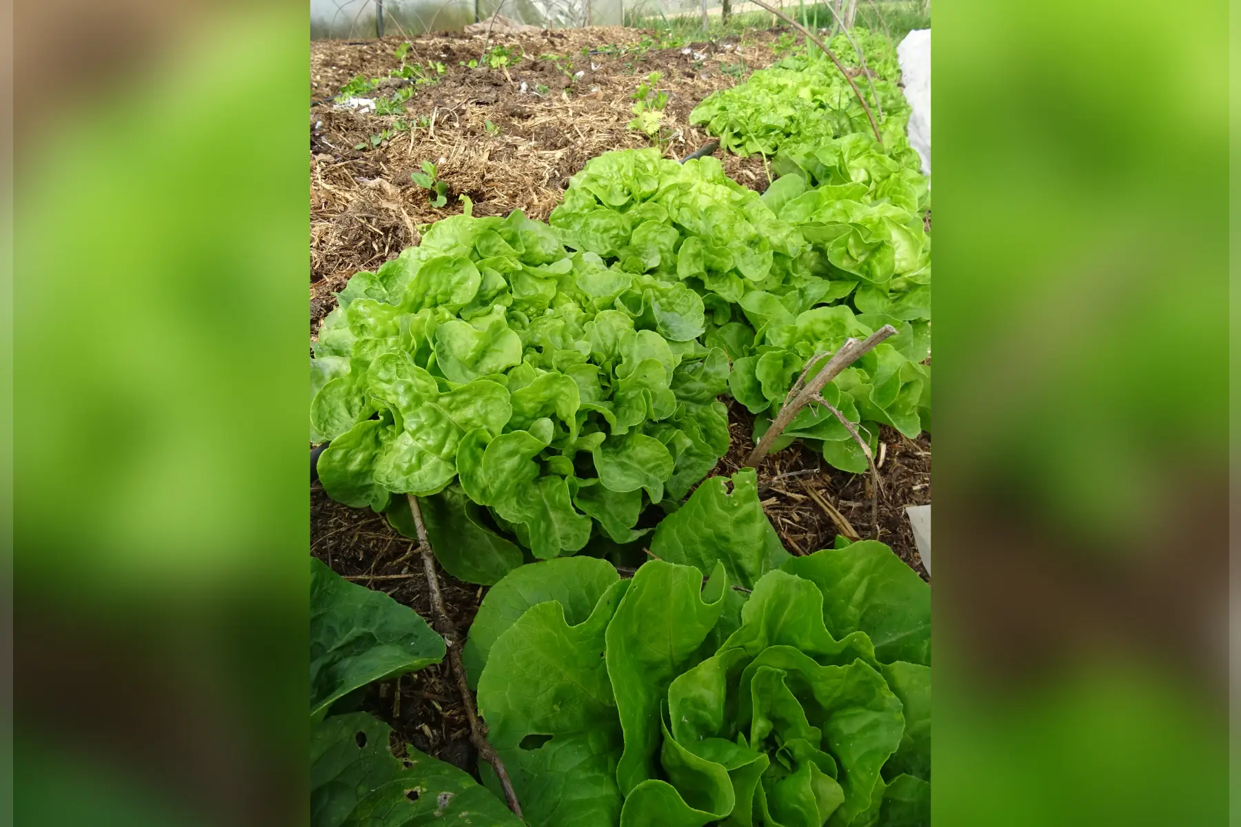 salade du moment