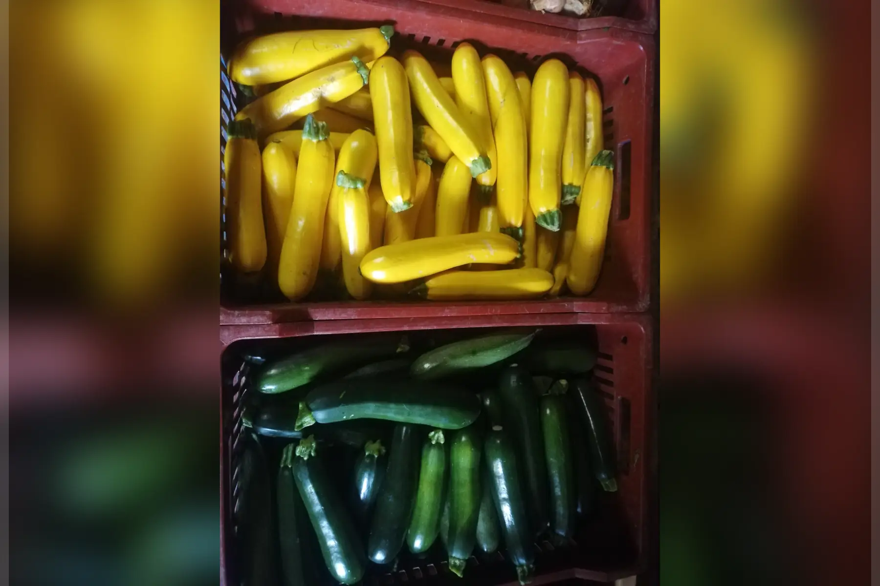 courgettes mix verte et jaune