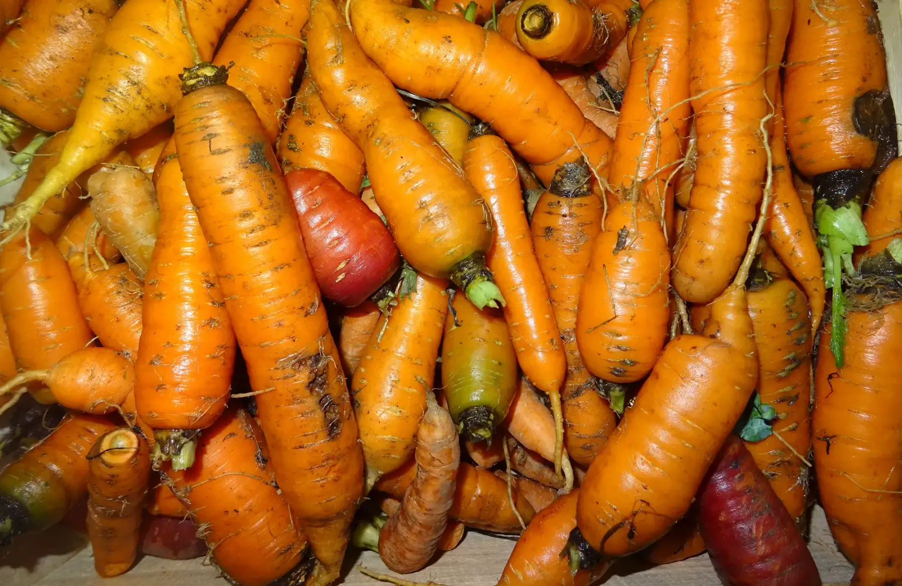 carottes