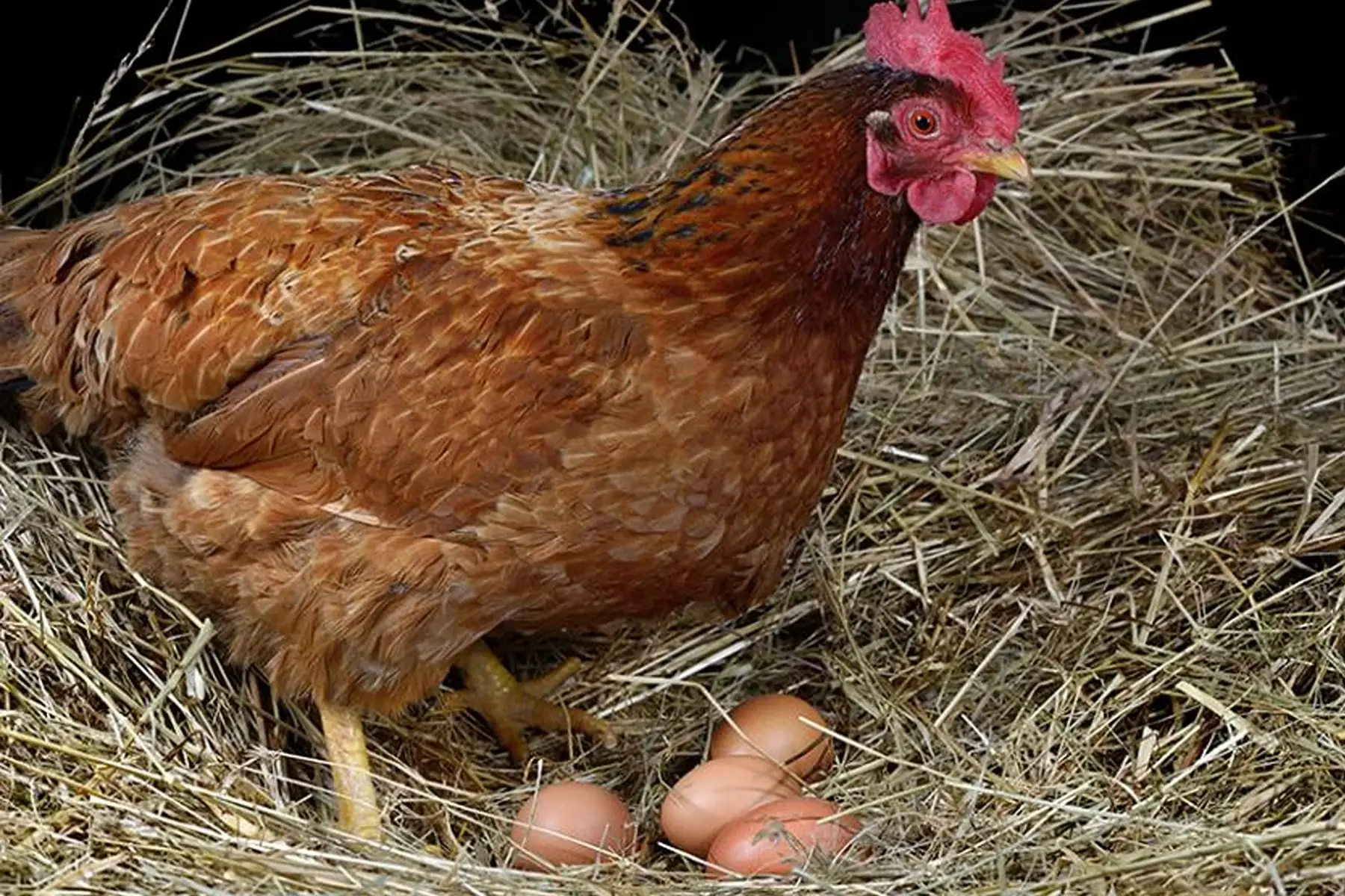 œufs fermiers non bio