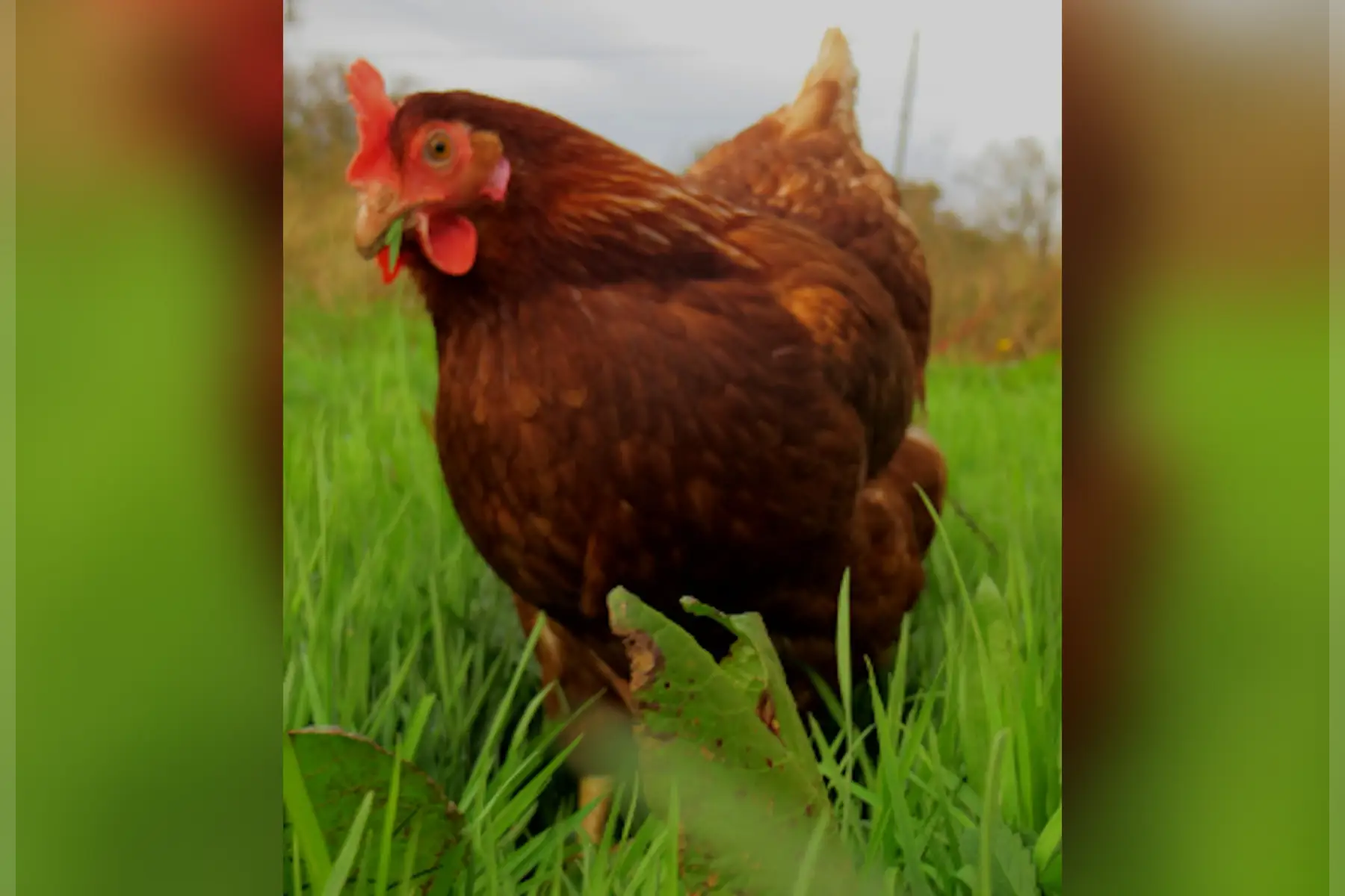 Poule de réforme de 19 mois