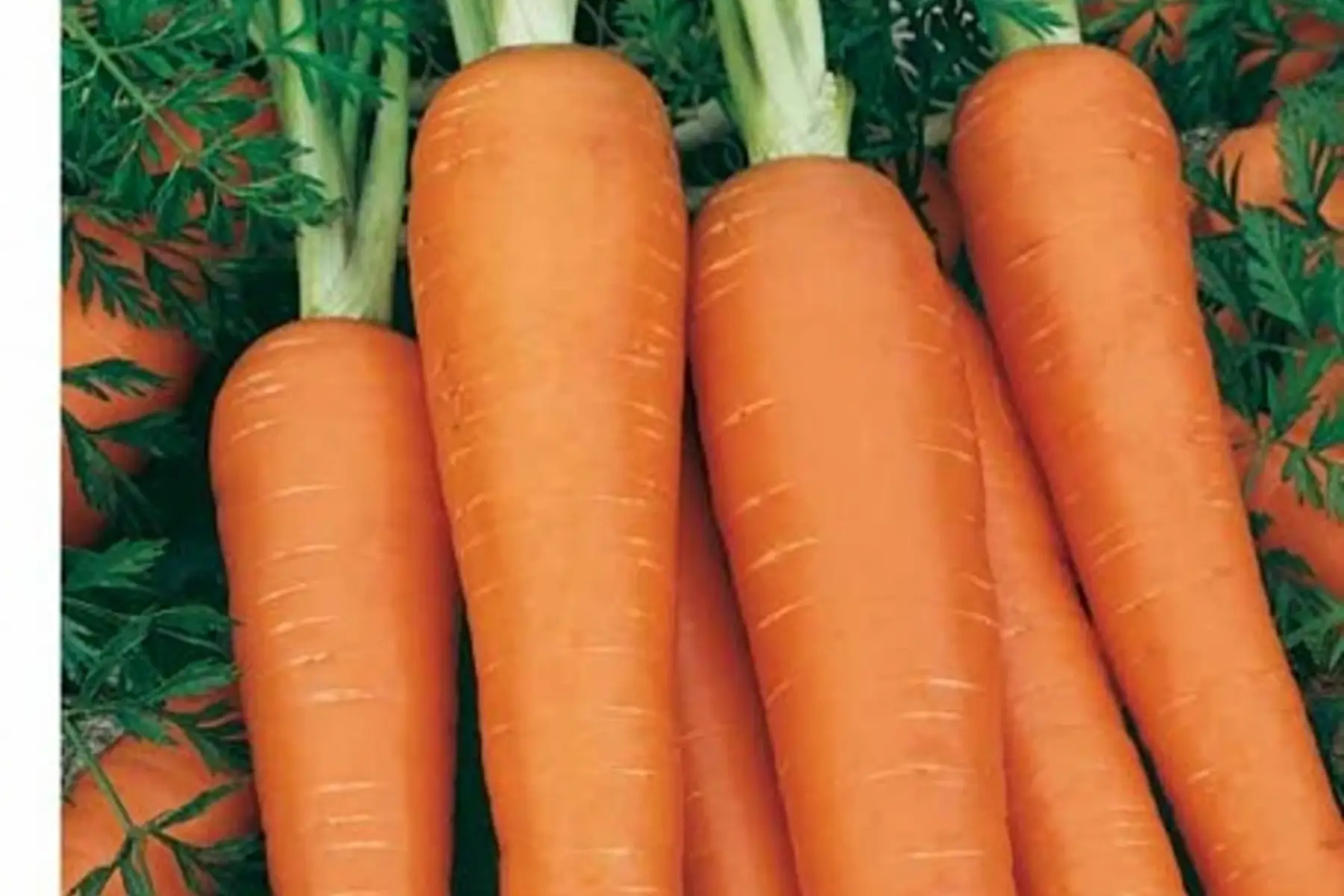 carotte de colmar à coeur rouge