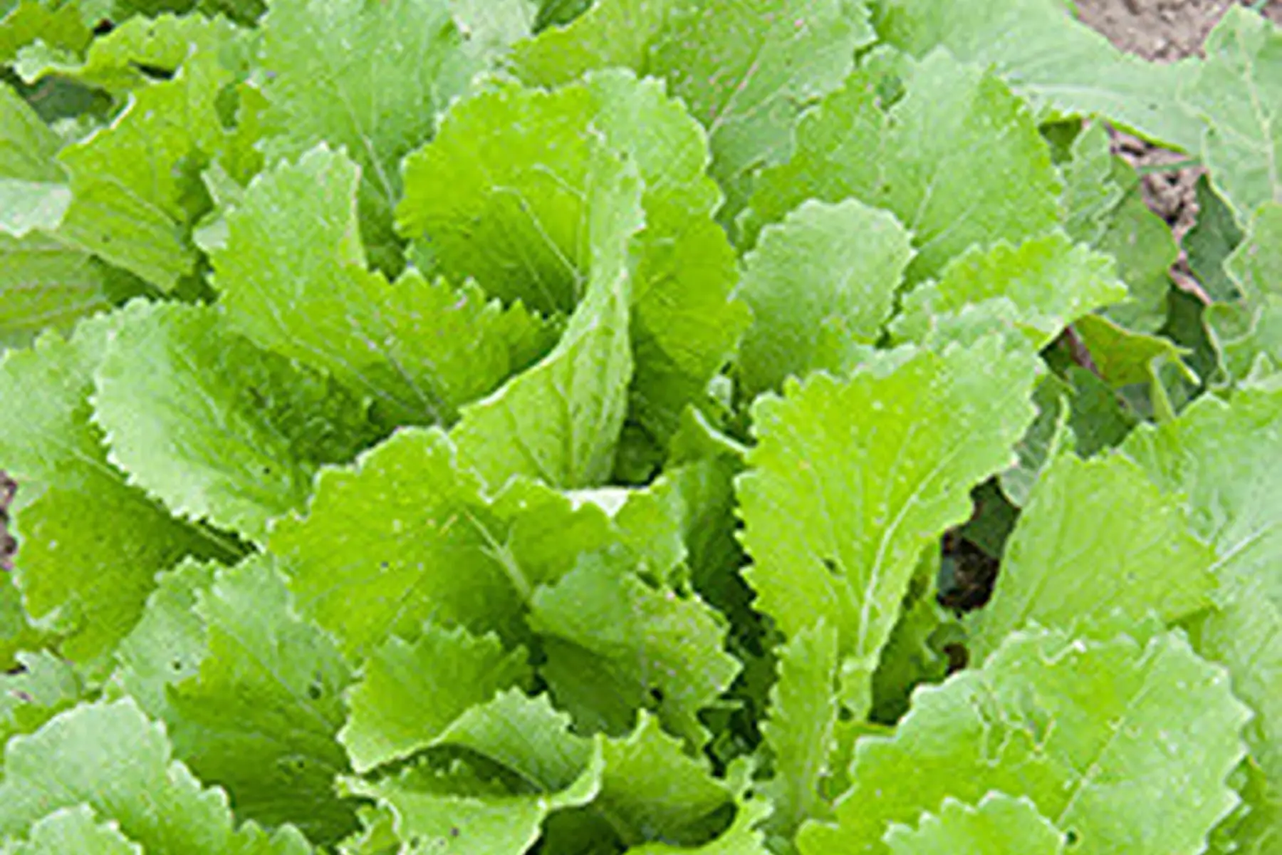 jeunes pousses de chou chinois "Pé-tsaï"